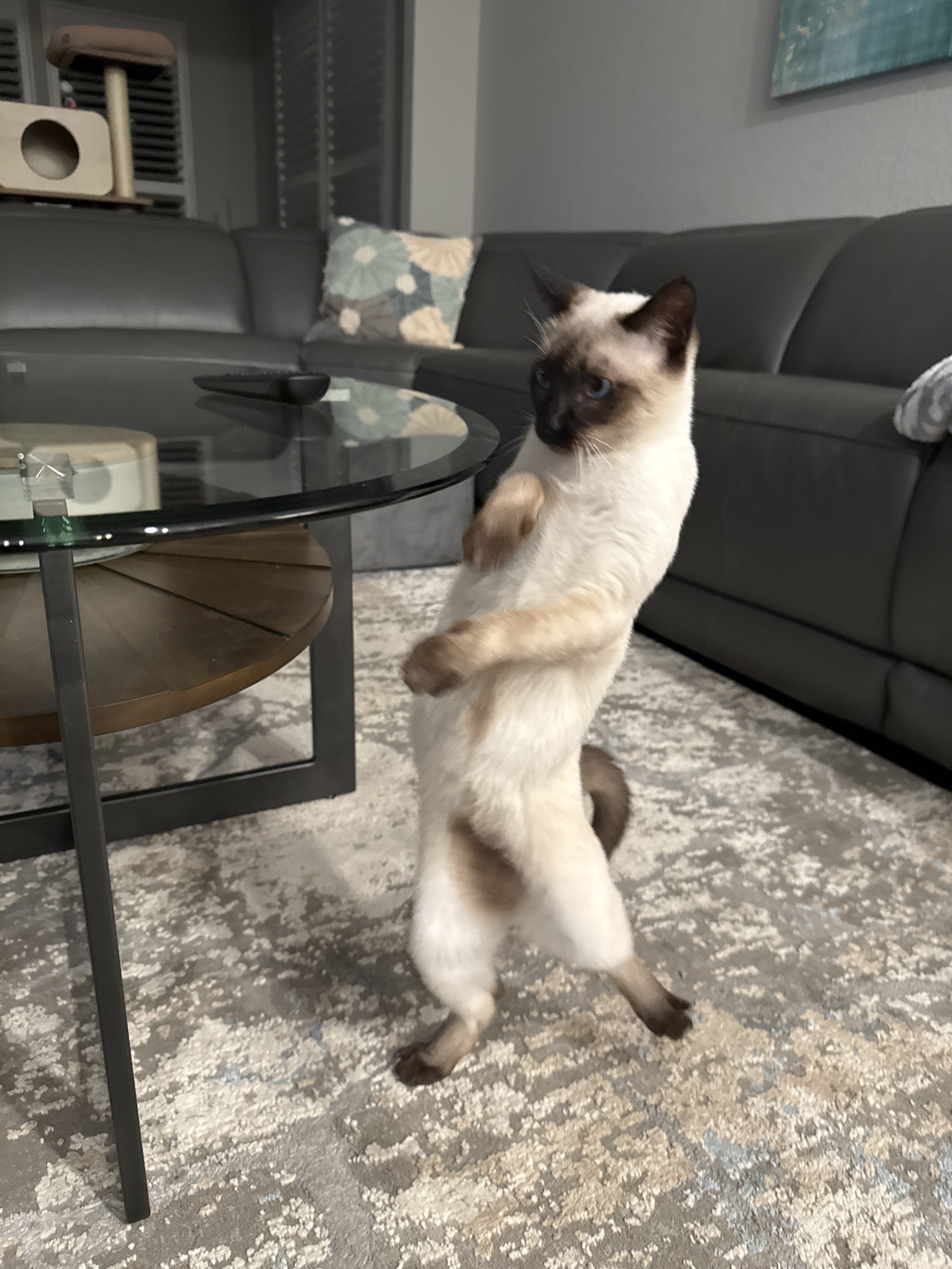 Confessions of a Pet Sitter - Things Your Pets Do When You’re Not Home