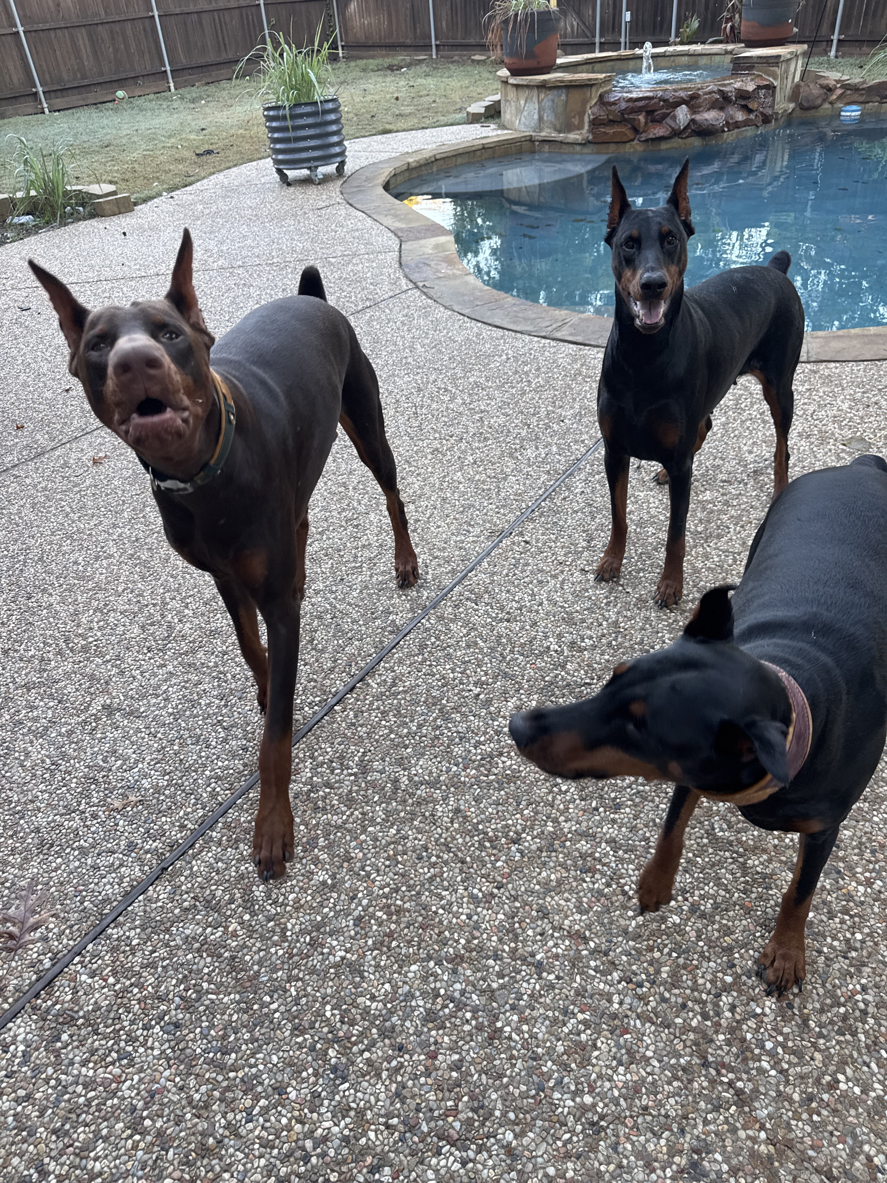 Confessions of a Pet Sitter - Things Your Pets Do When You’re Not Home
