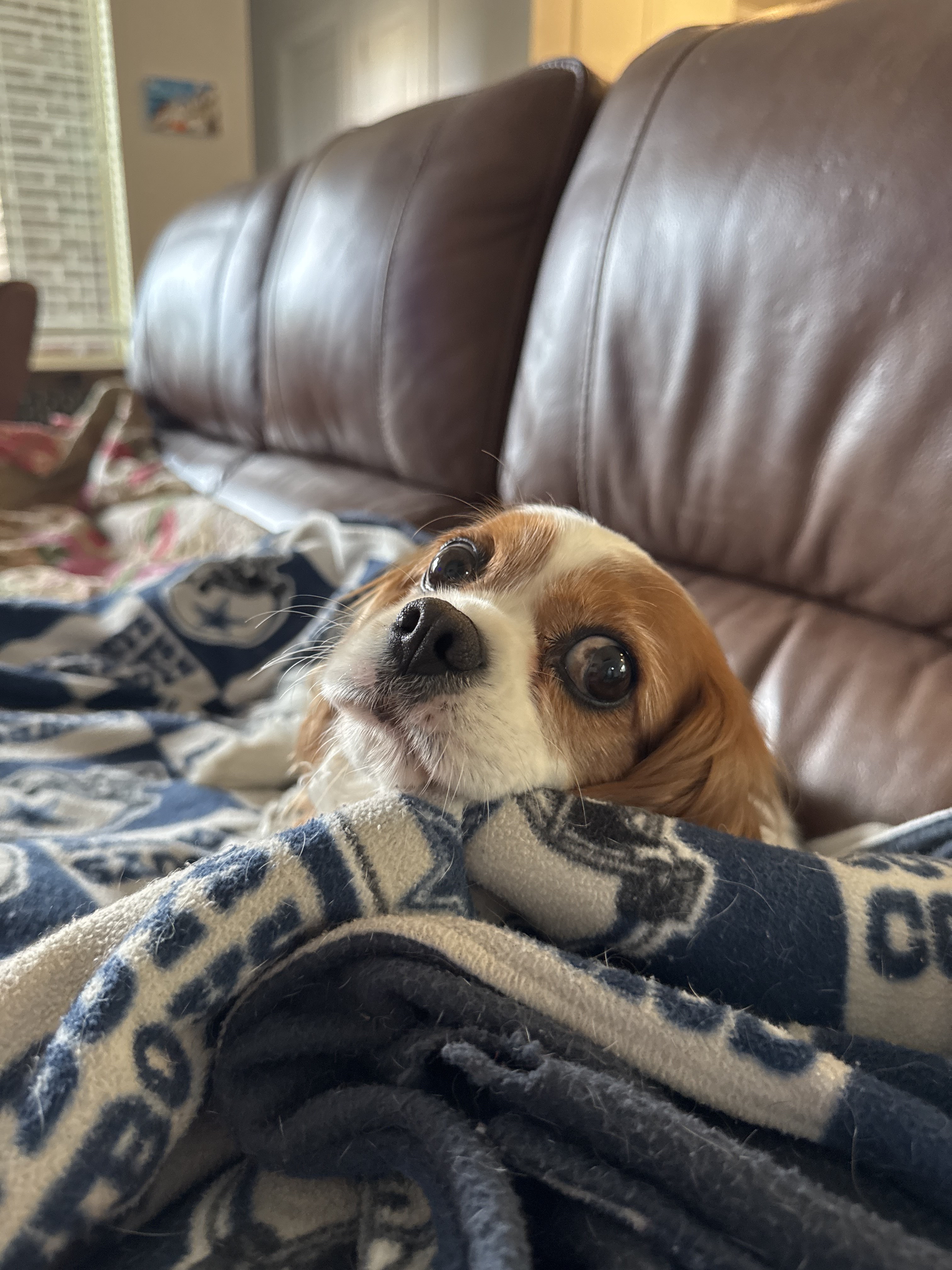 Confessions of a Pet Sitter - Things Your Pets Do When You’re Not Home