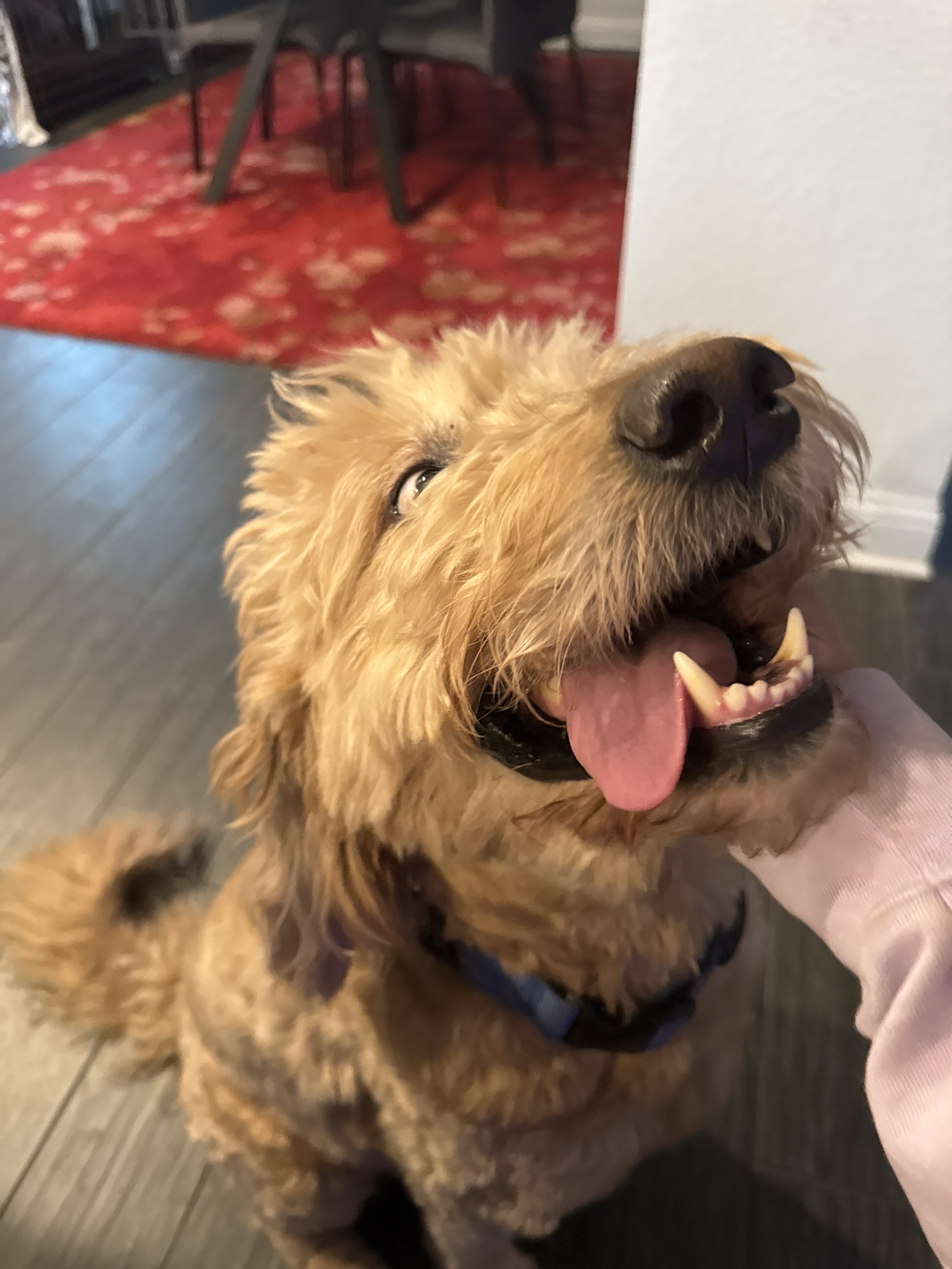 Confessions of a Pet Sitter - Things Your Pets Do When You’re Not Home
