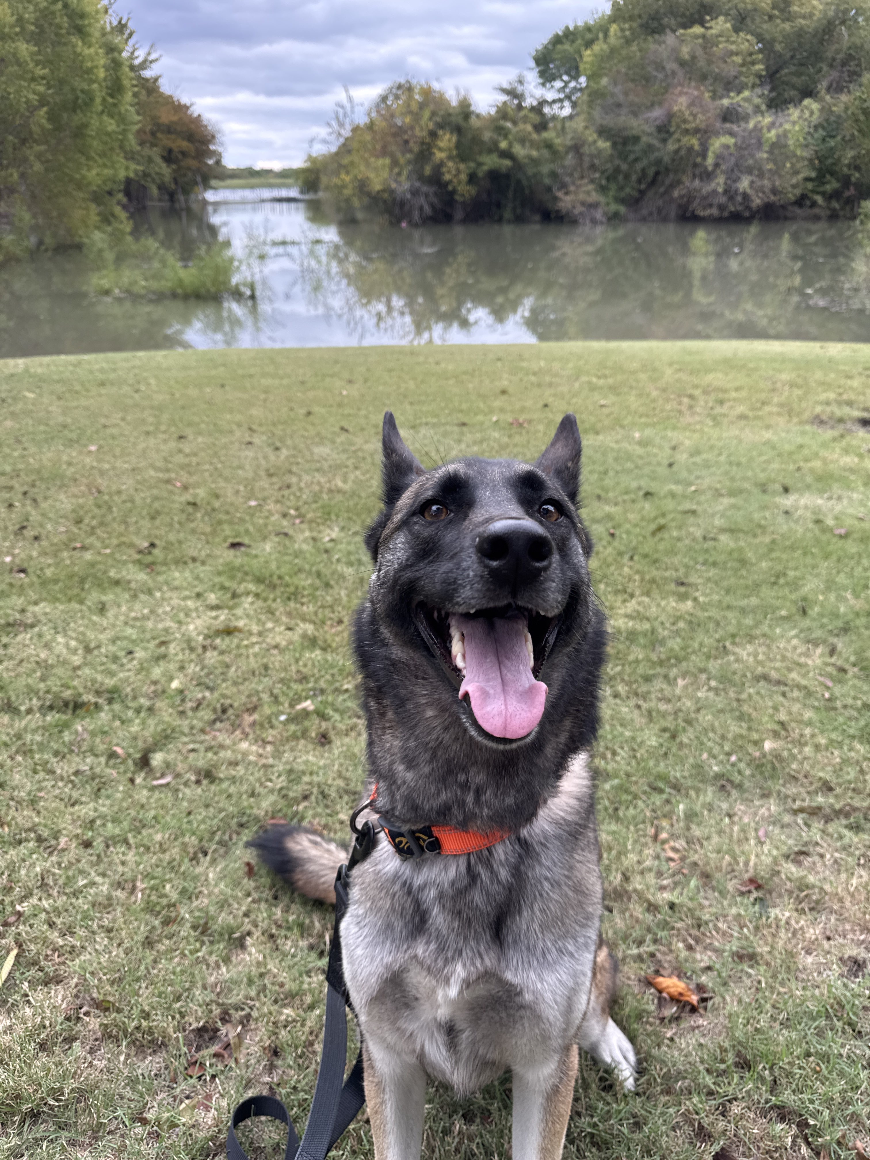 Confessions of a Pet Sitter - Things Your Pets Do When You’re Not Home