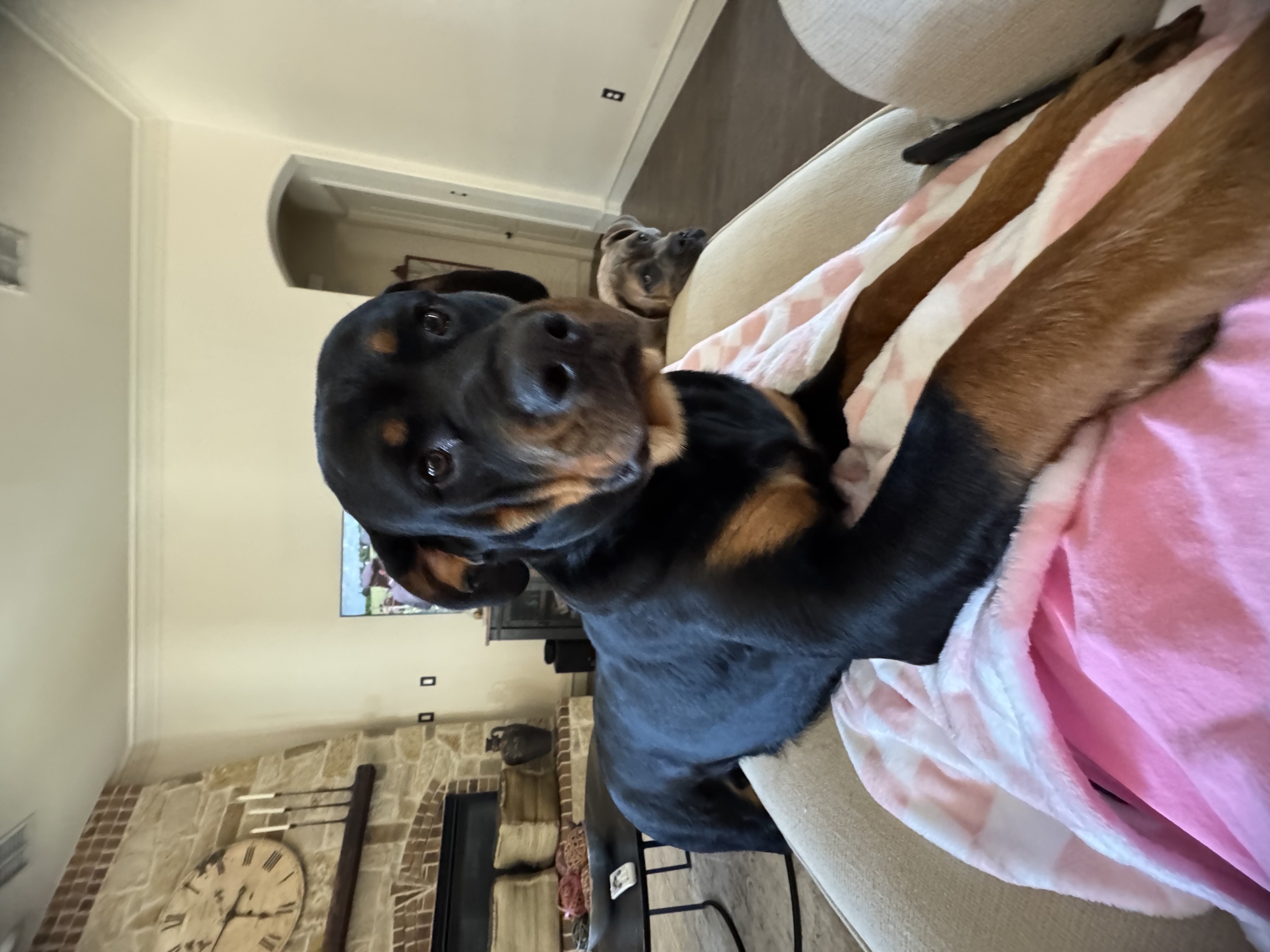 Confessions of a Pet Sitter - Things Your Pets Do When You’re Not Home
