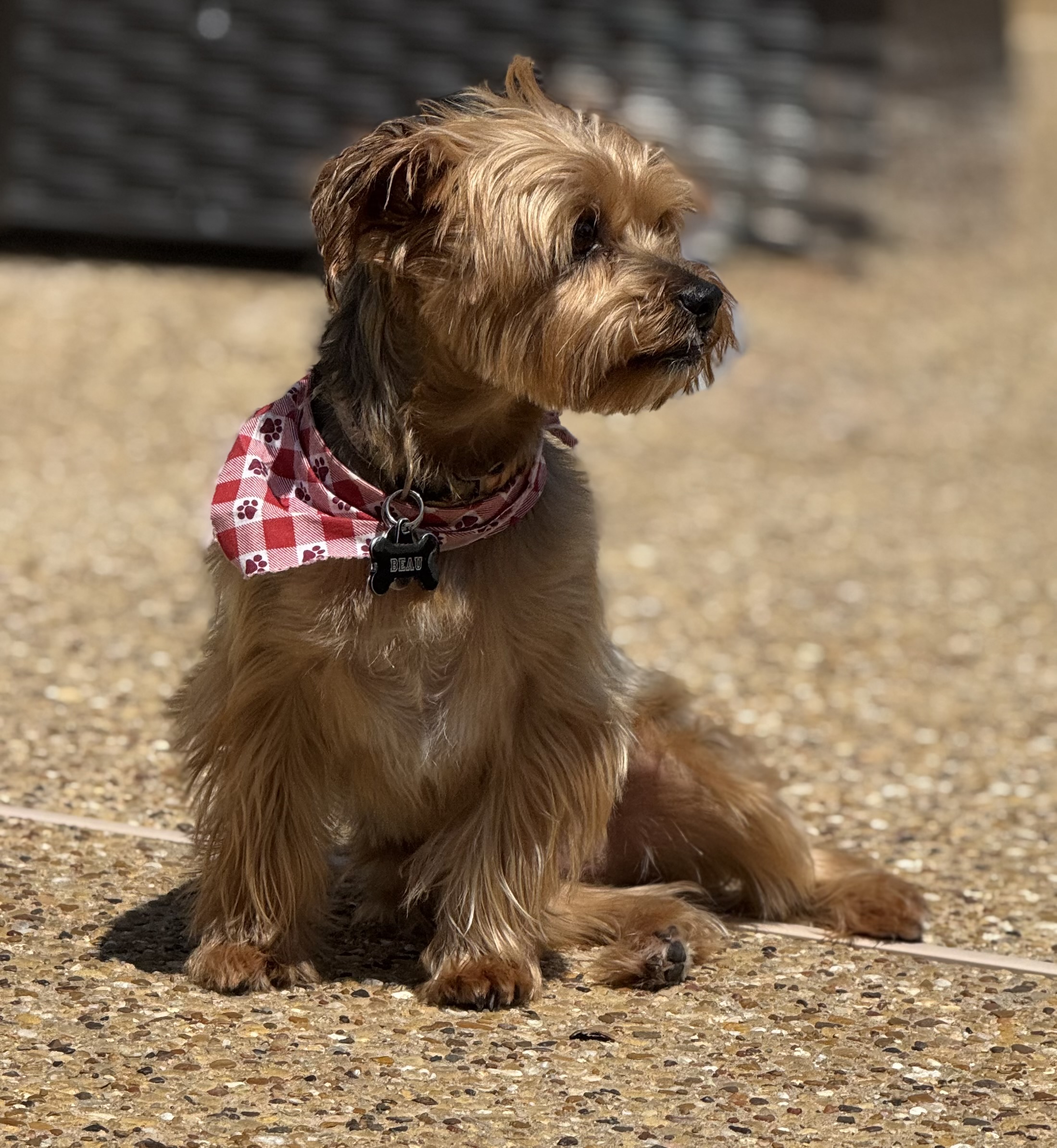 Confessions of a Pet Sitter - Things Your Pets Do When You’re Not Home