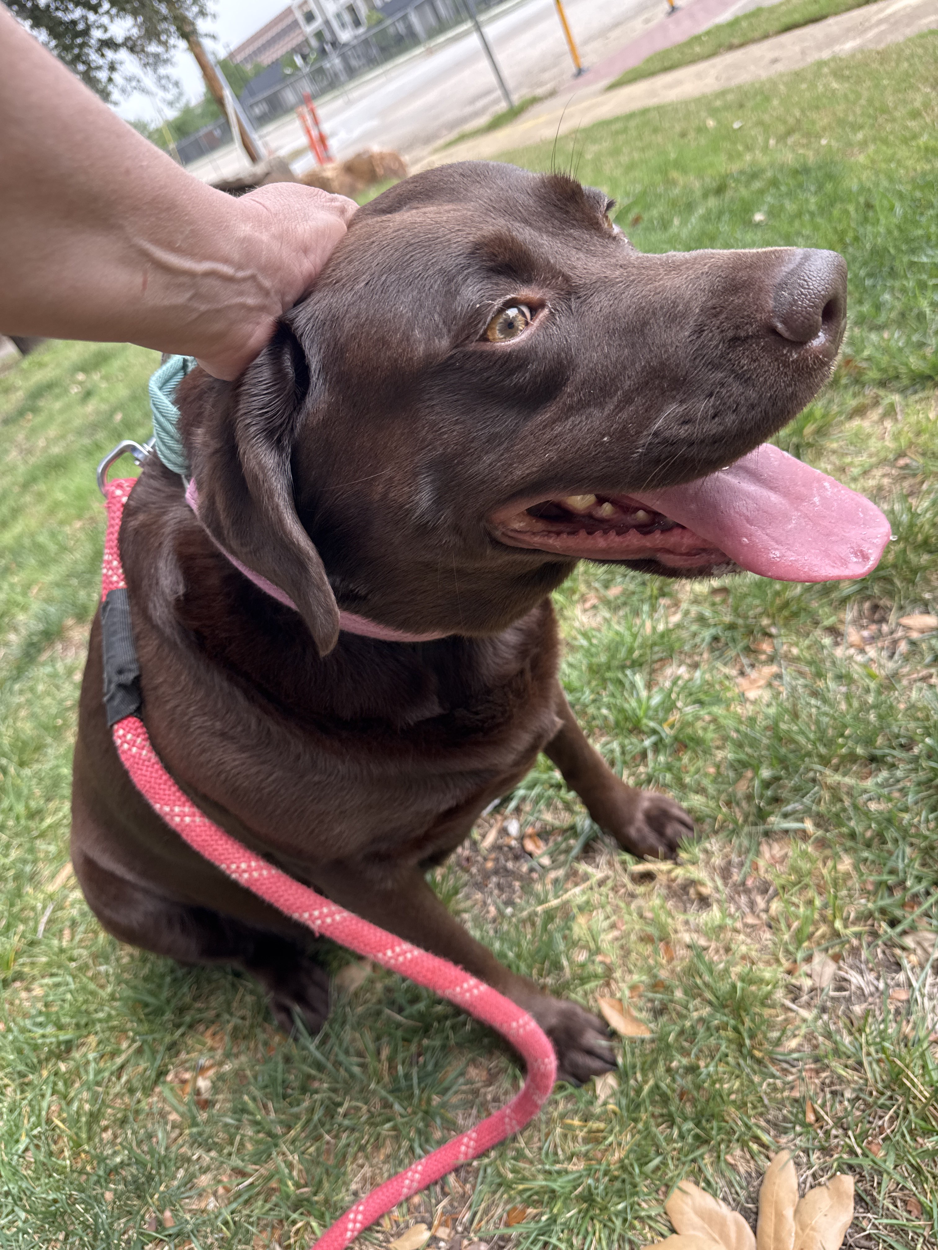 Benefits of Hiring a Professional Dog Walker for Afternoon Walks