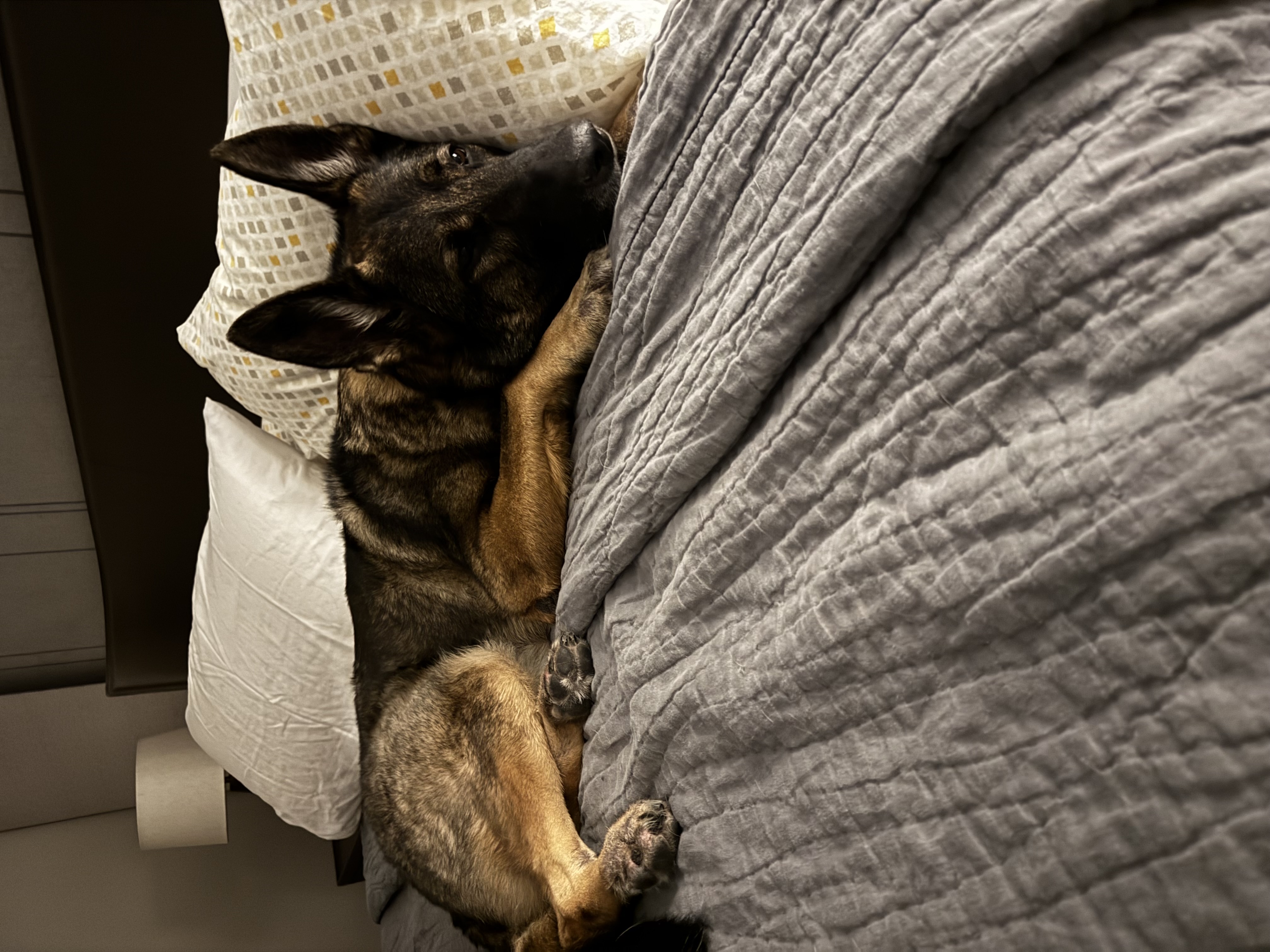 🐾 Pet Sitter vs. Boarding: Which Is Right for Your Pet?