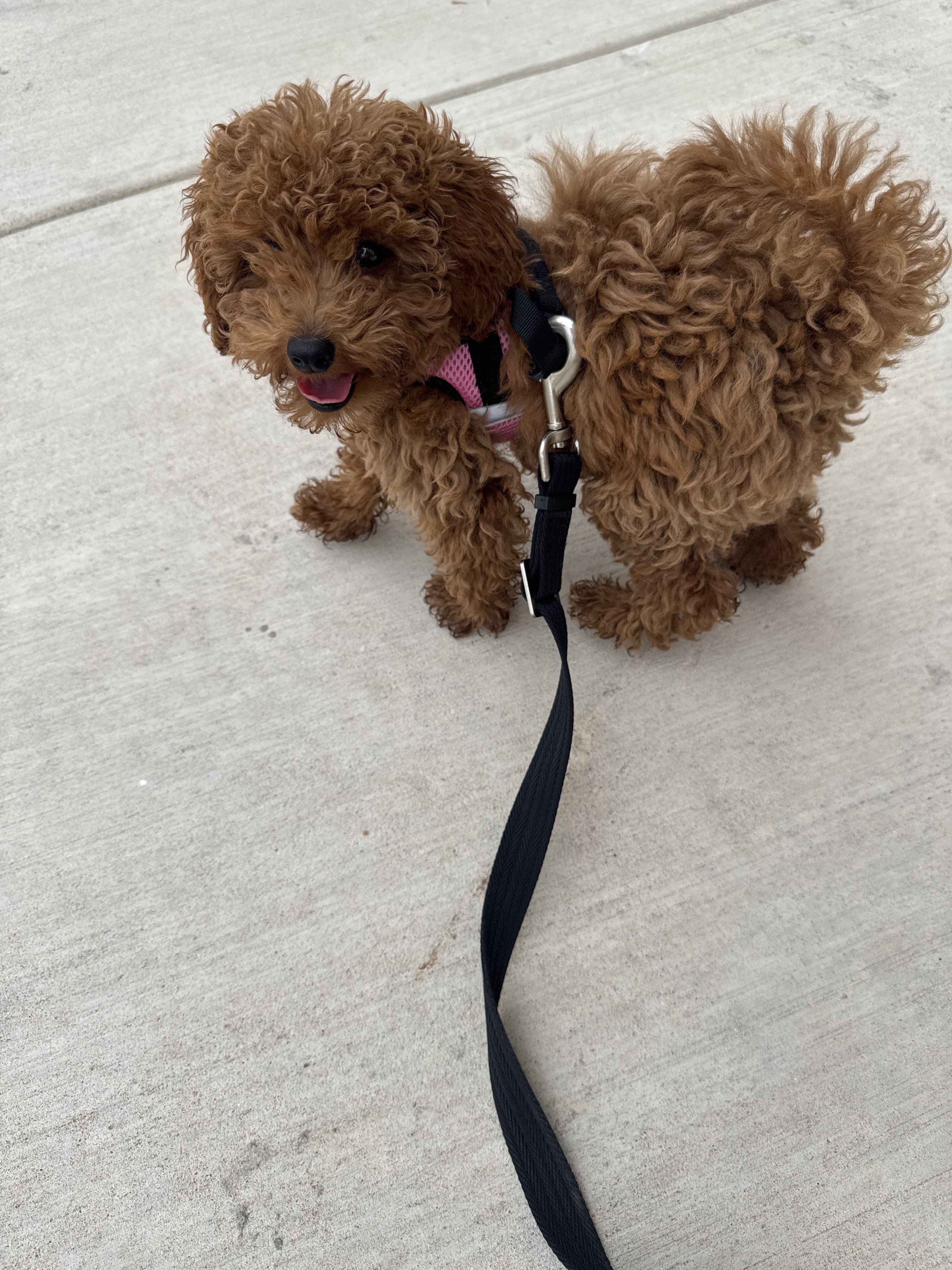 Benefits of Hiring a Professional Dog Walker for Afternoon Walks