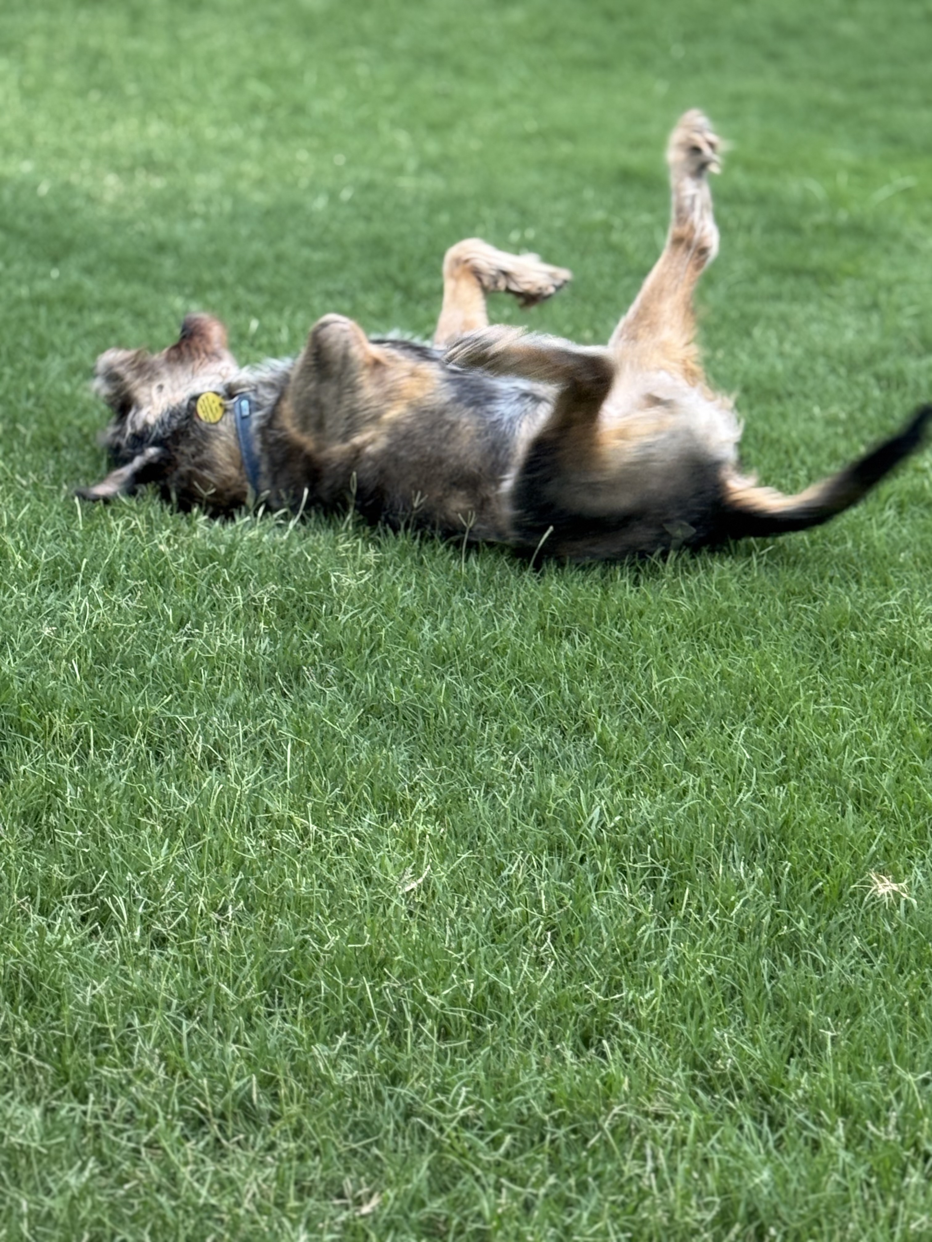 Confessions of a Pet Sitter - Things Your Pets Do When You’re Not Home