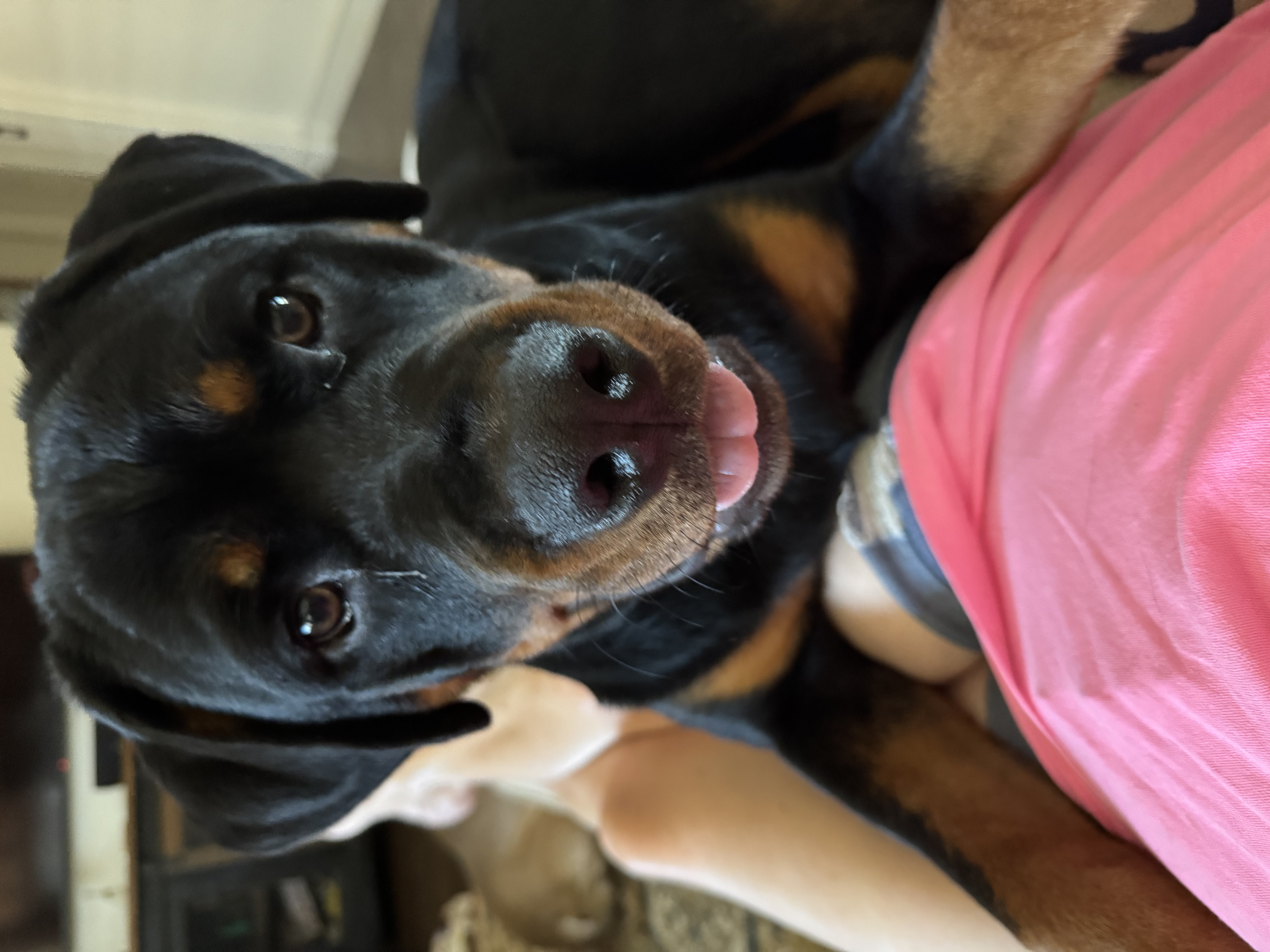 Confessions of a Pet Sitter - Things Your Pets Do When You’re Not Home