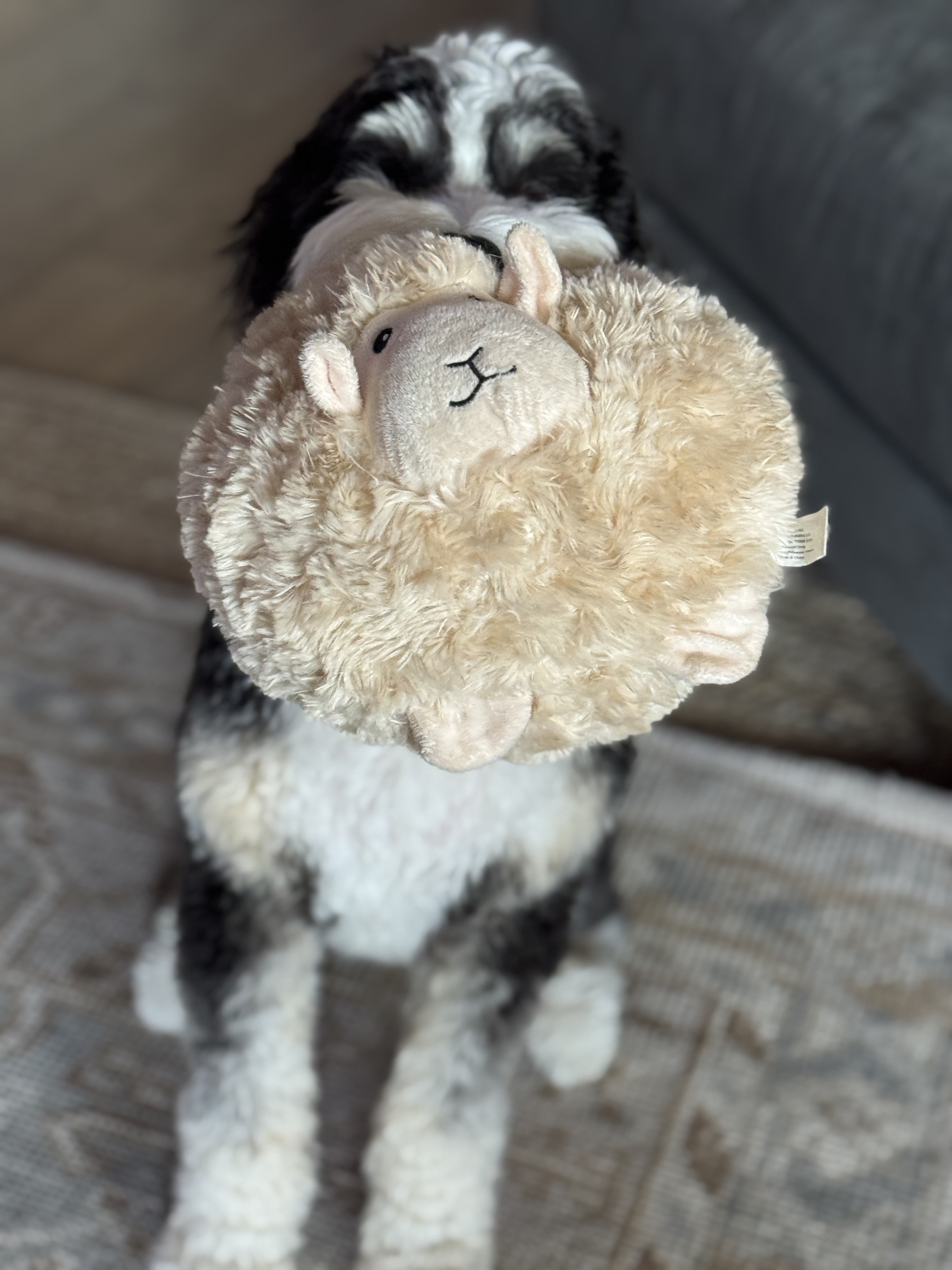 Confessions of a Pet Sitter - Things Your Pets Do When You’re Not Home
