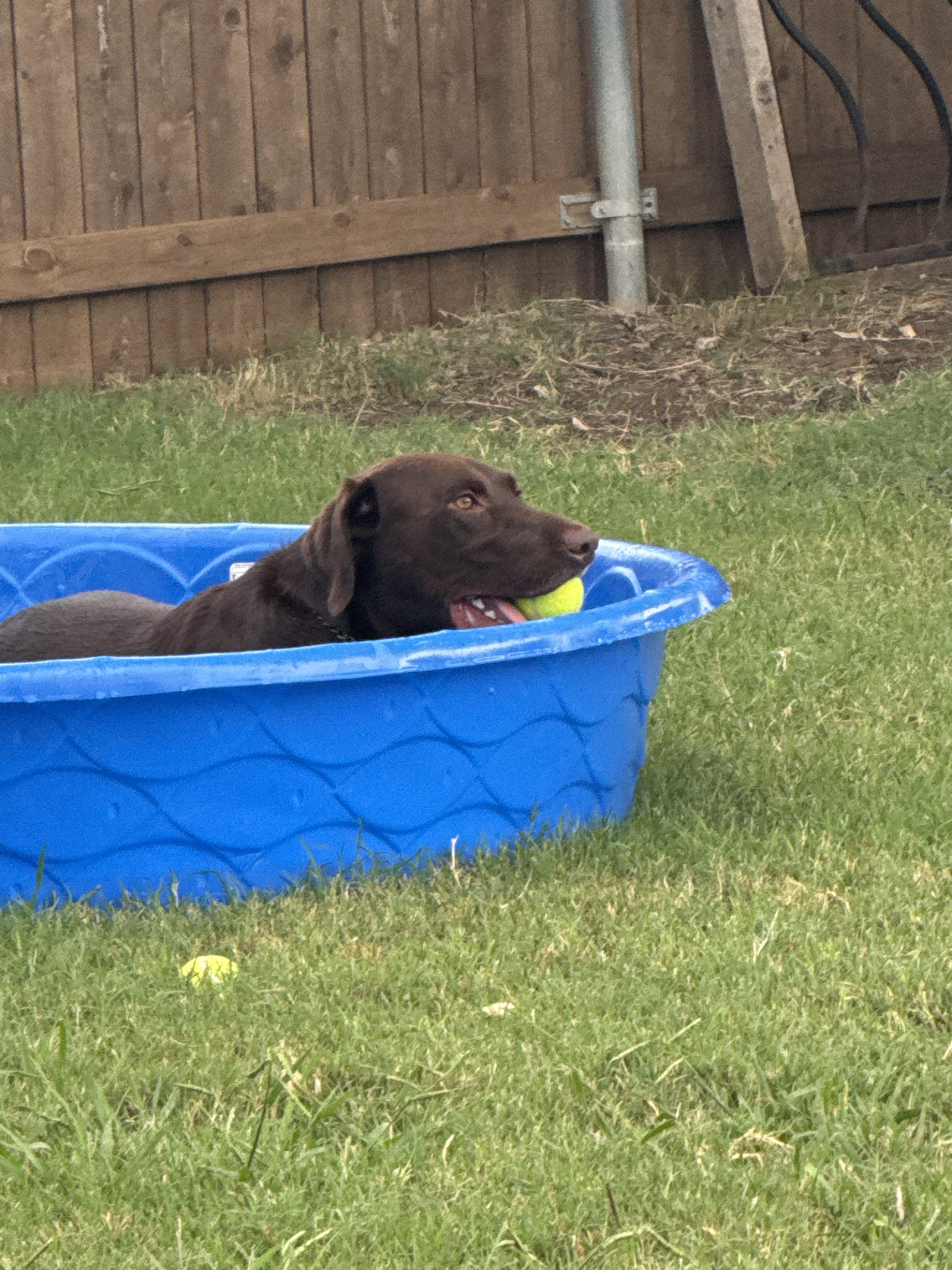 Confessions of a Pet Sitter - Things Your Pets Do When You’re Not Home