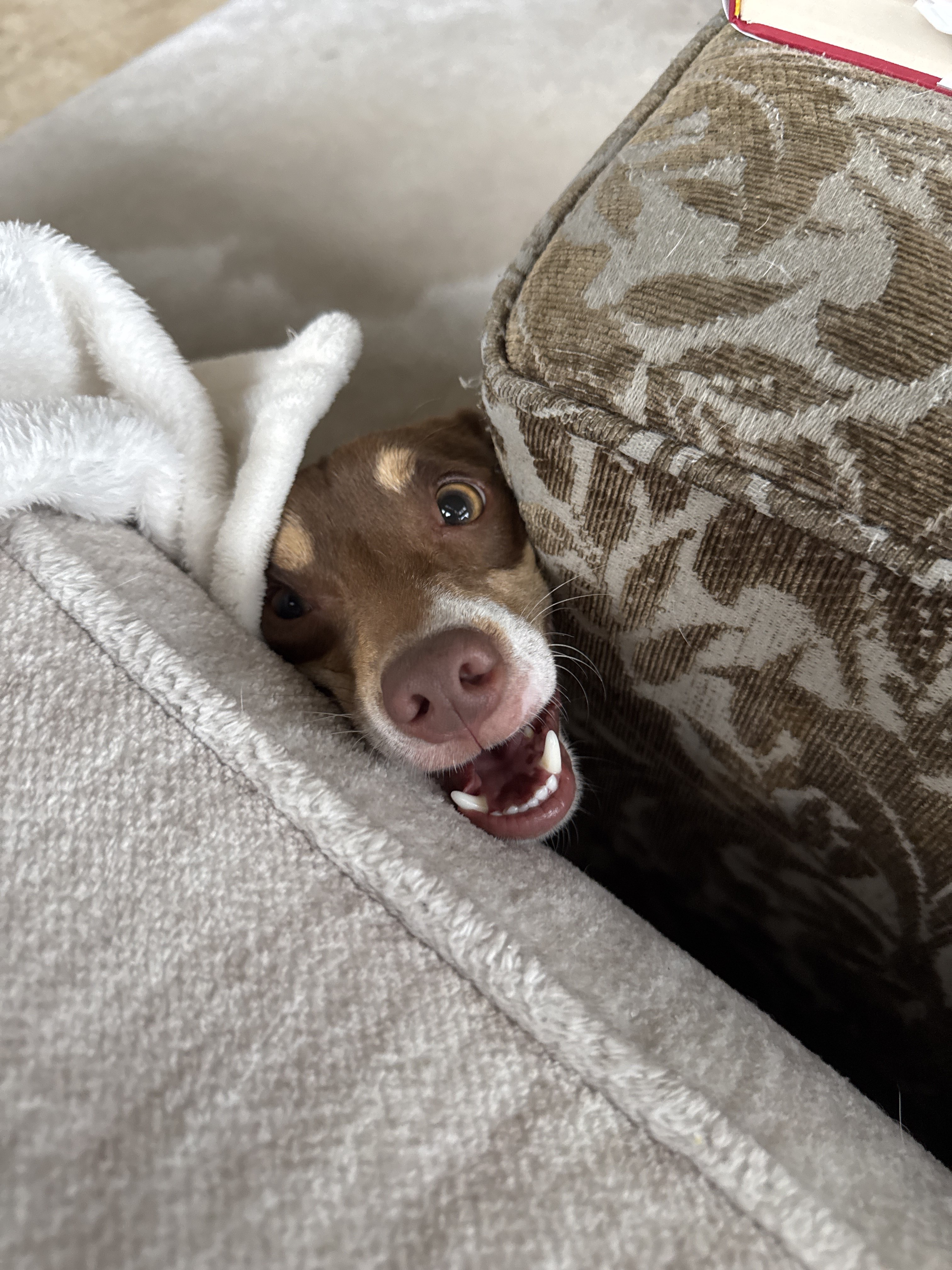 Confessions of a Pet Sitter - Things Your Pets Do When You’re Not Home