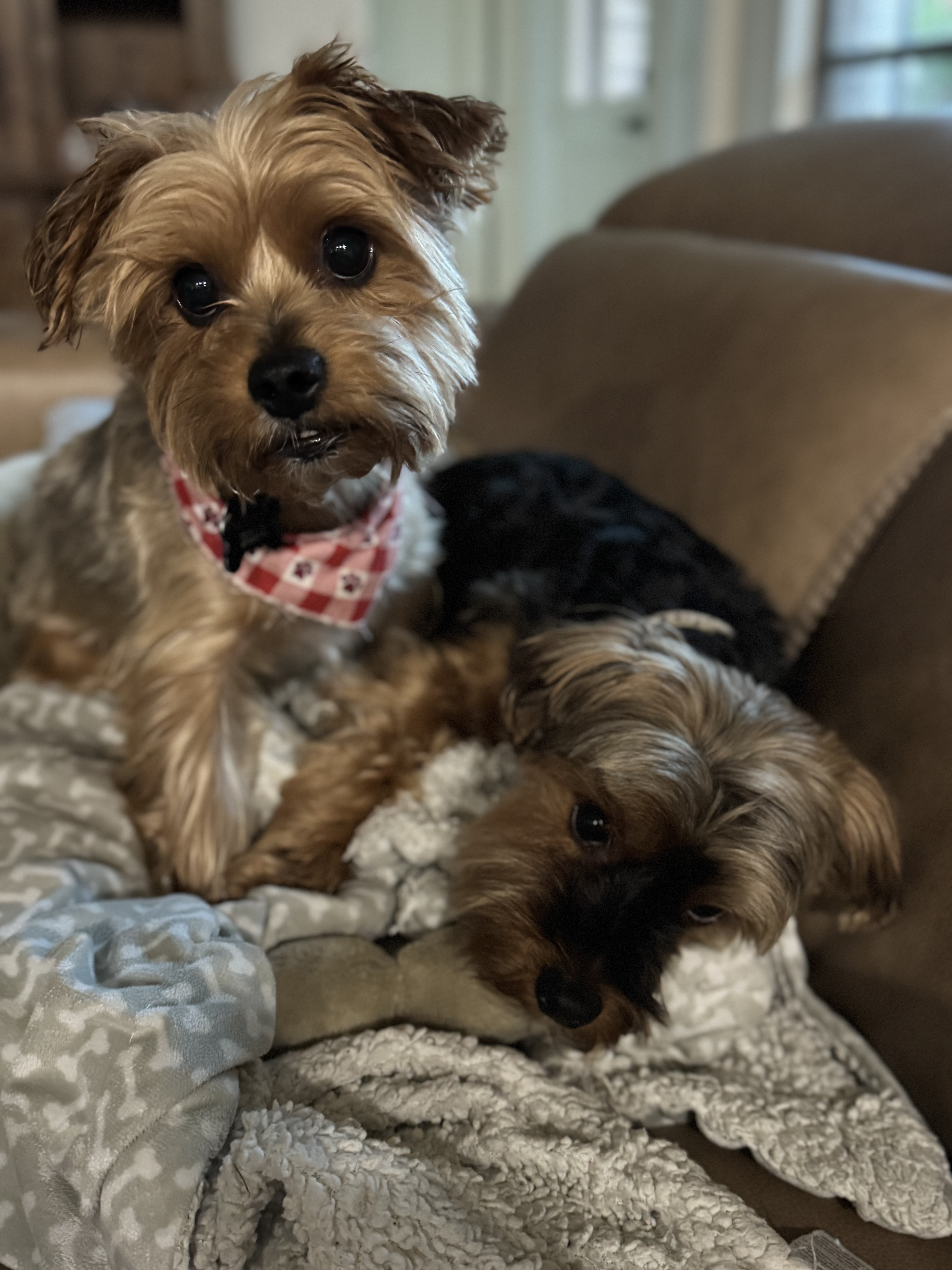 Confessions of a Pet Sitter - Things Your Pets Do When You’re Not Home