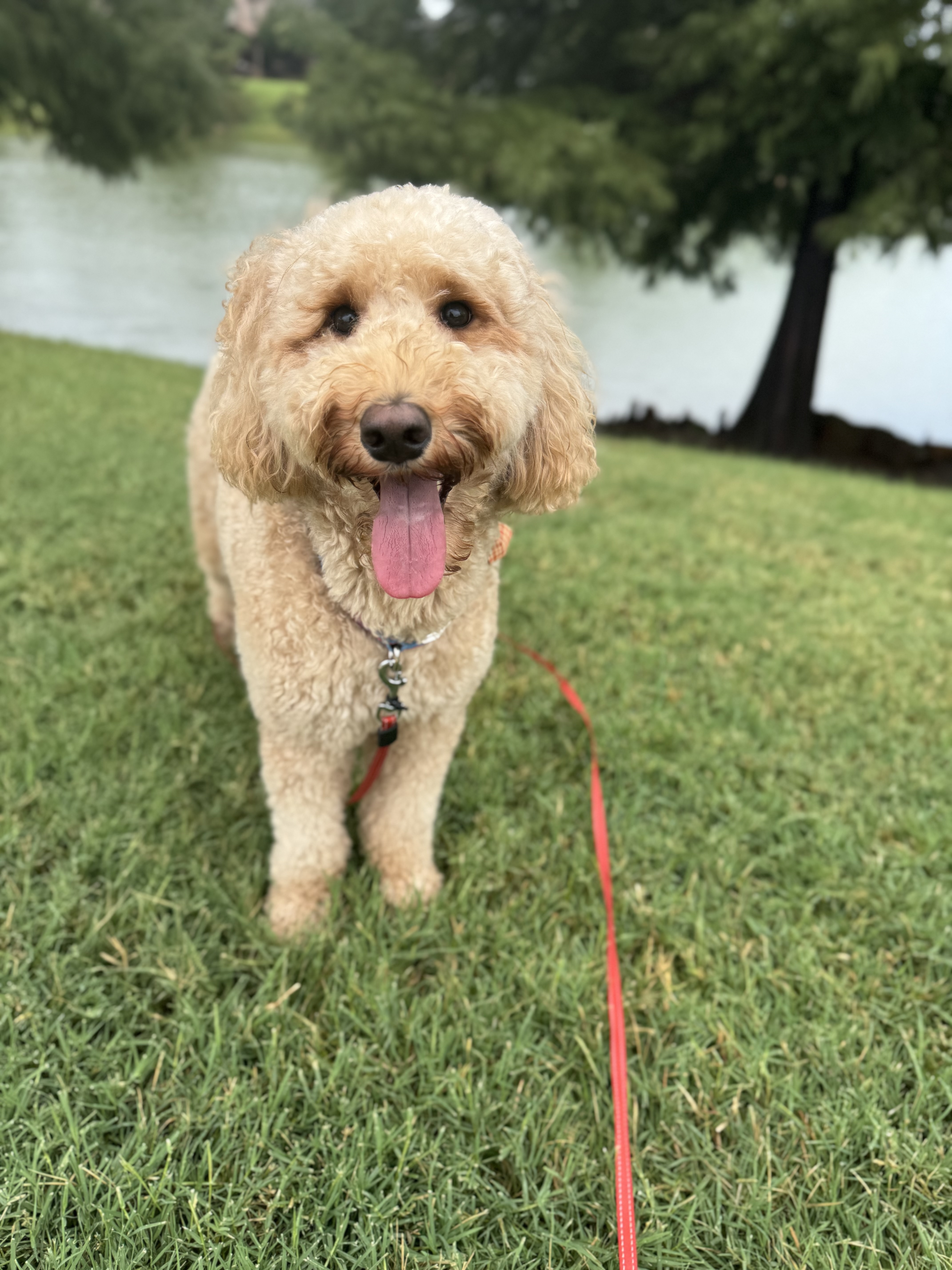Benefits of Hiring a Professional Dog Walker for Afternoon Walks