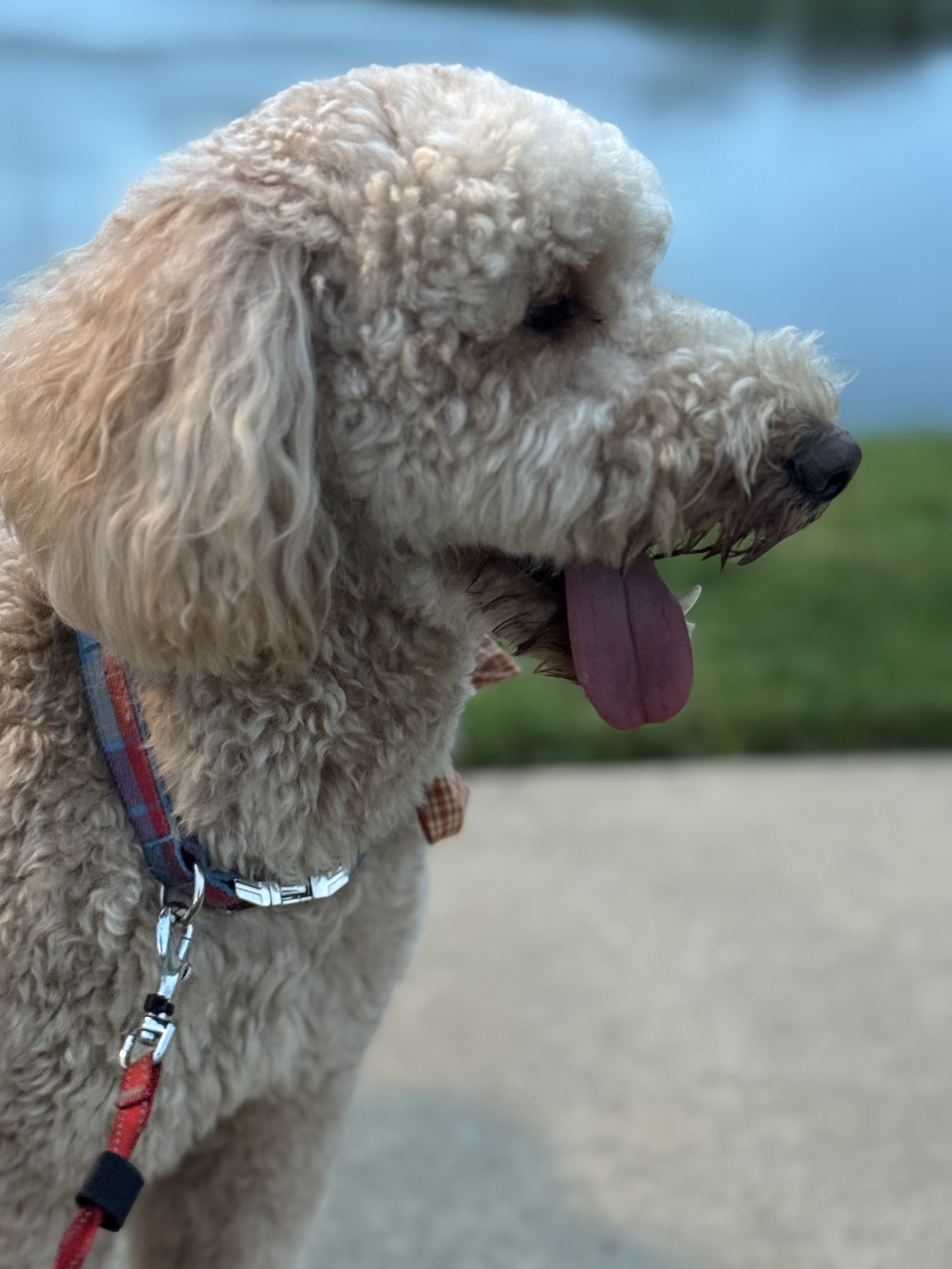 Benefits of Hiring a Professional Dog Walker for Afternoon Walks