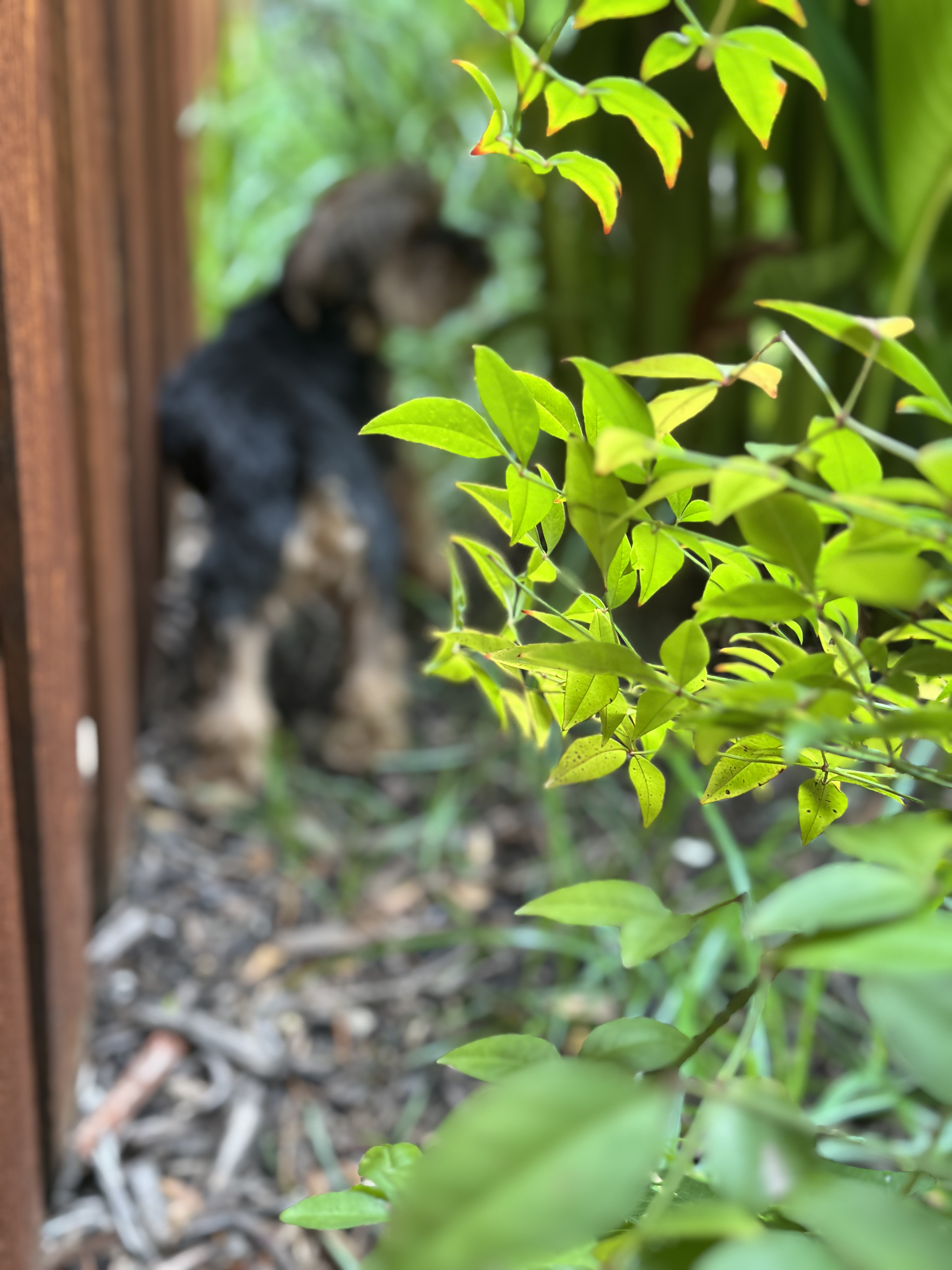 Confessions of a Pet Sitter - Things Your Pets Do When You’re Not Home