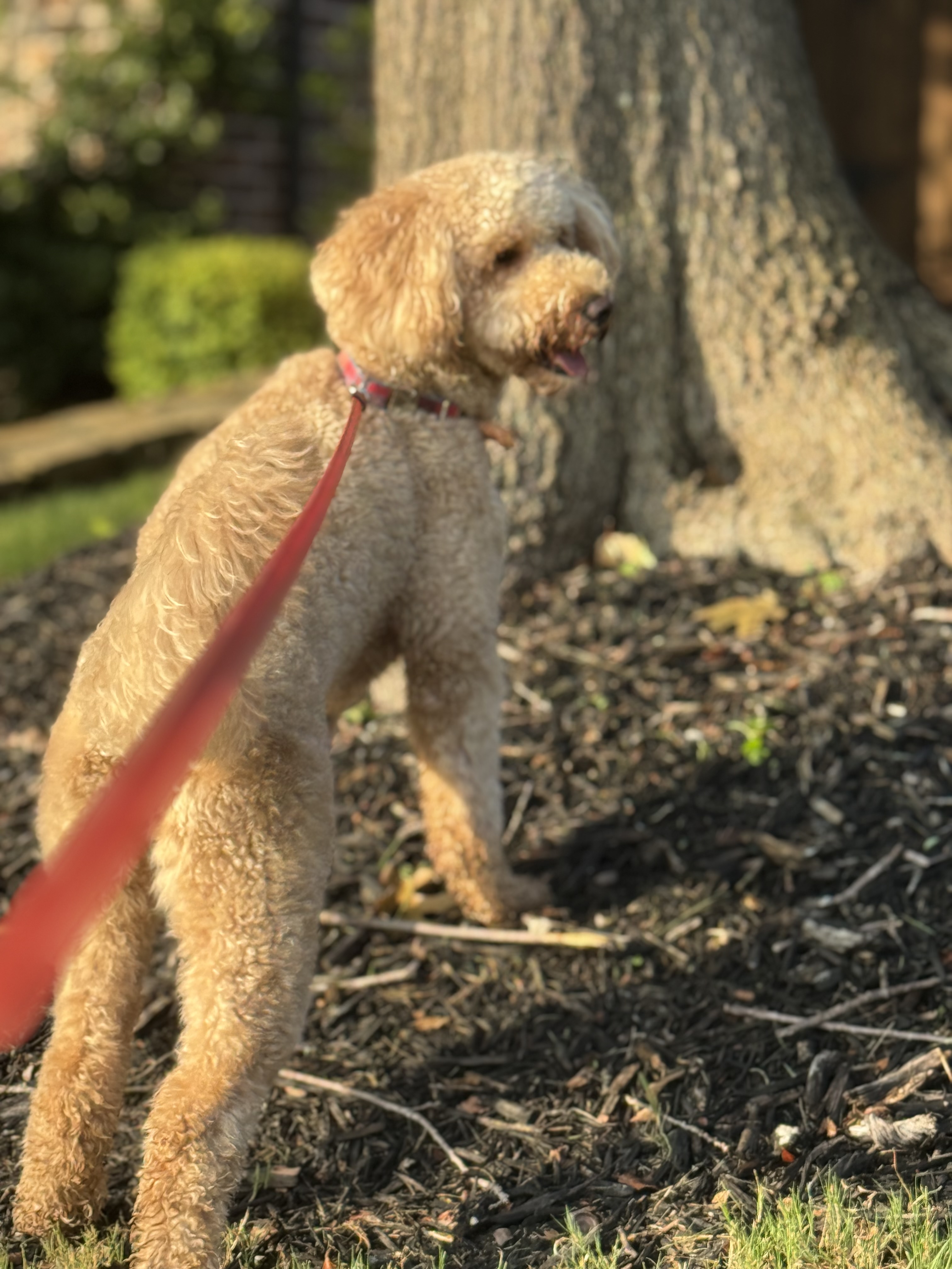 Confessions of a Pet Sitter - Things Your Pets Do When You’re Not Home