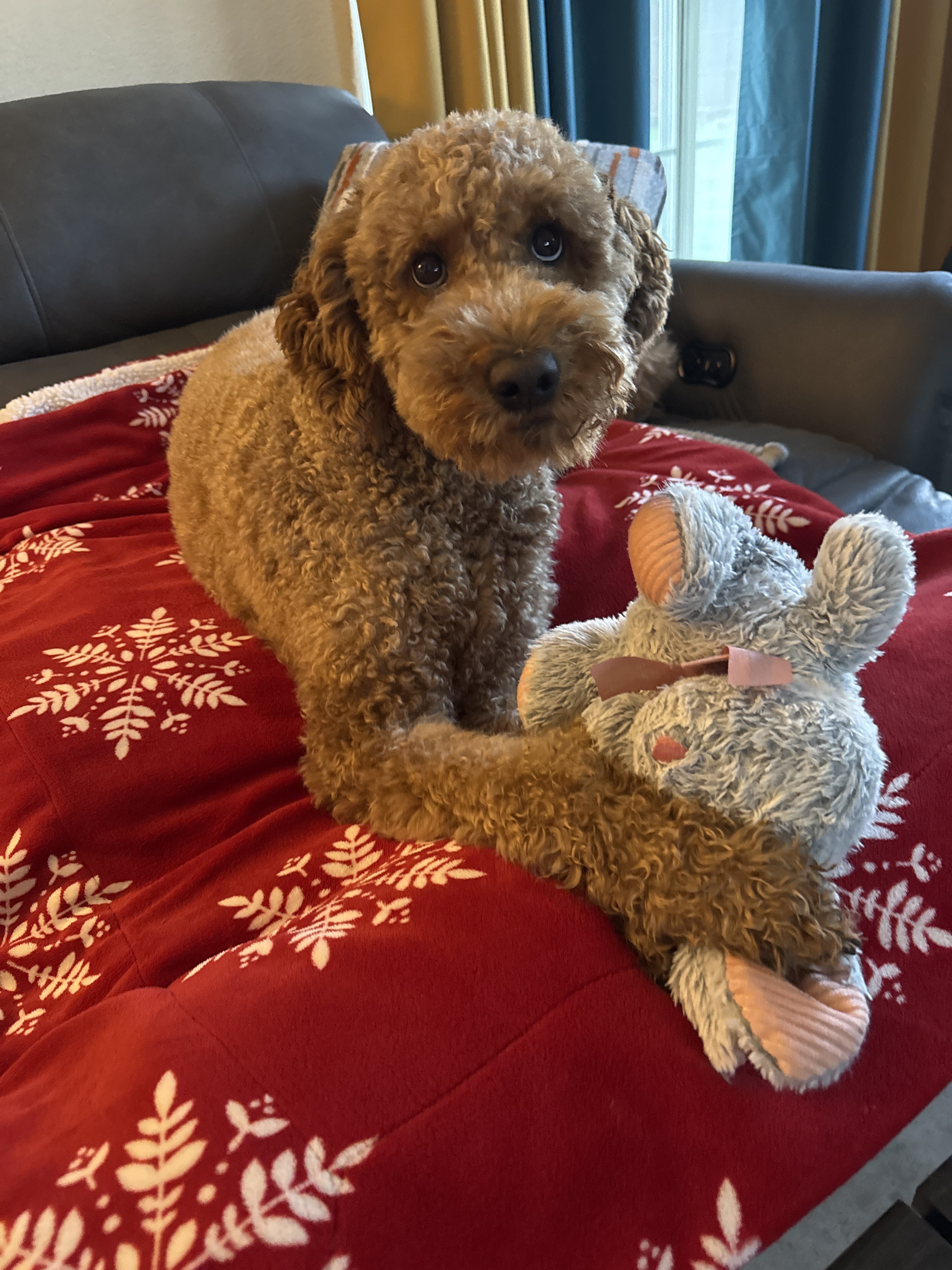 Confessions of a Pet Sitter - Things Your Pets Do When You’re Not Home