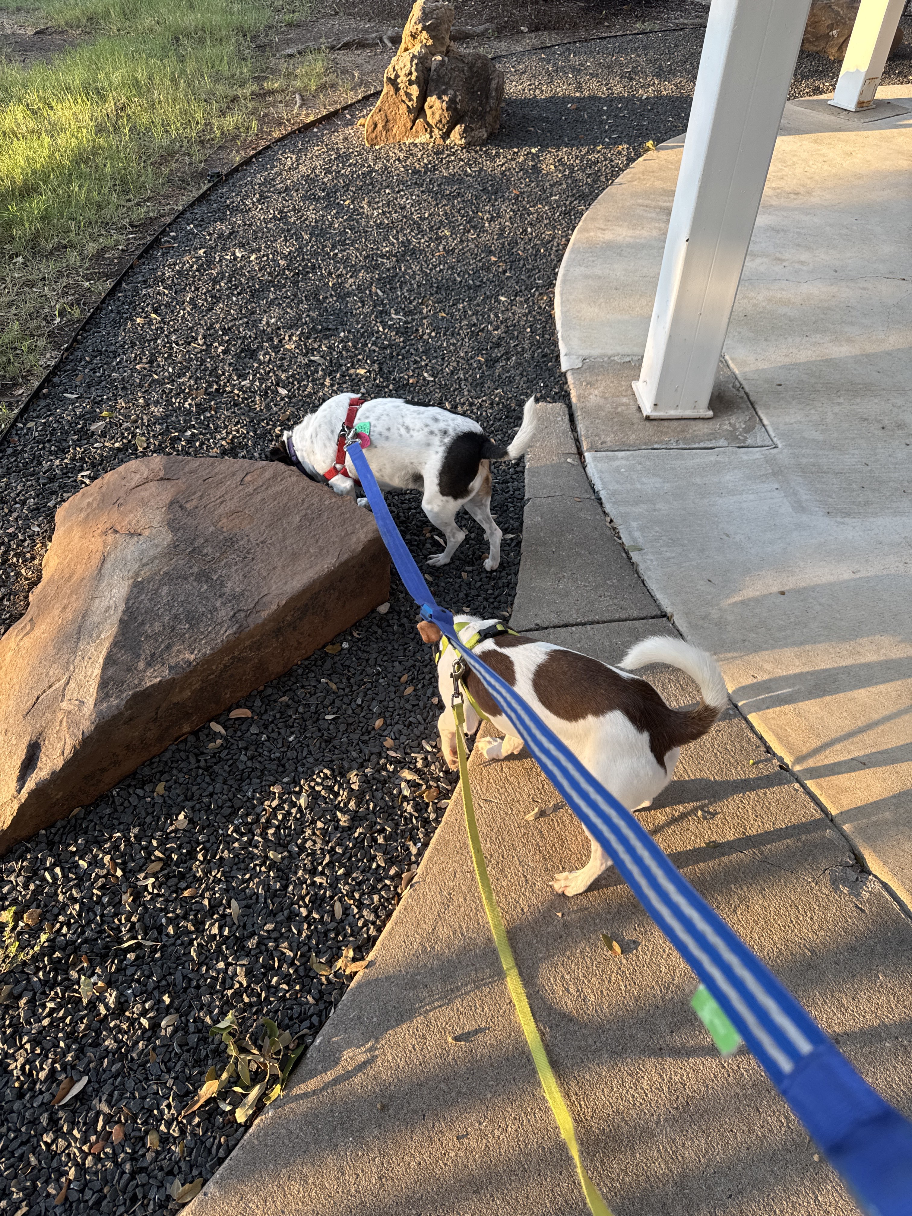 Benefits of Hiring a Professional Dog Walker for Afternoon Walks
