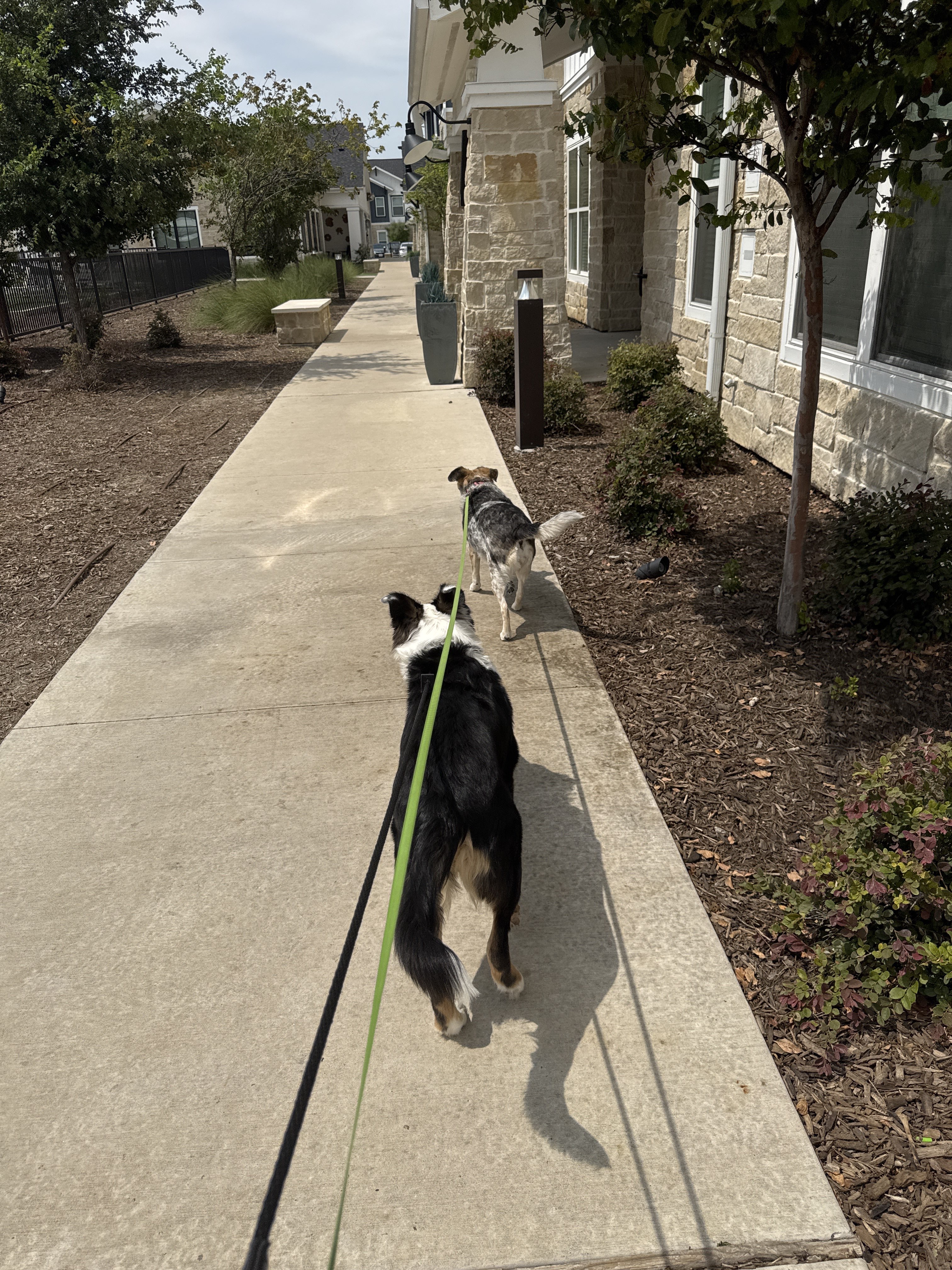 Benefits of Hiring a Professional Dog Walker for Afternoon Walks