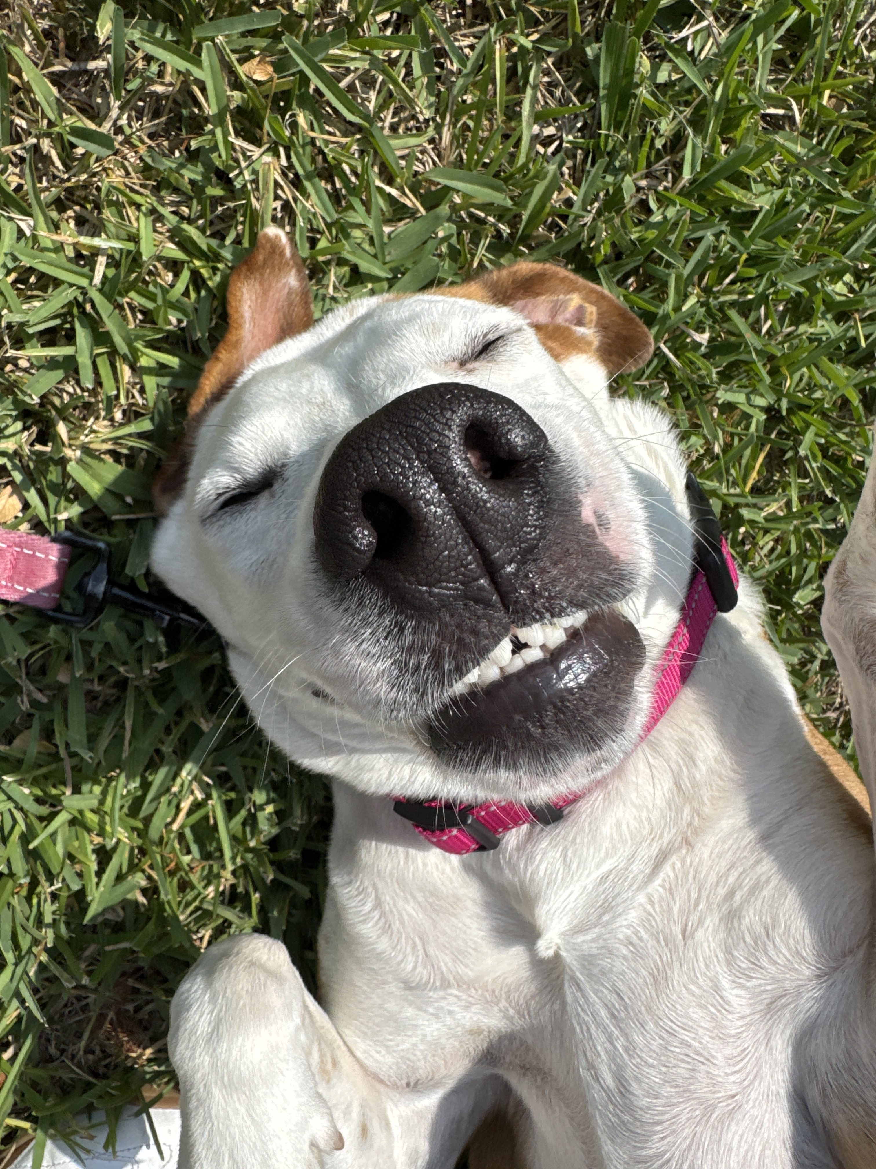 Confessions of a Pet Sitter - Things Your Pets Do When You’re Not Home