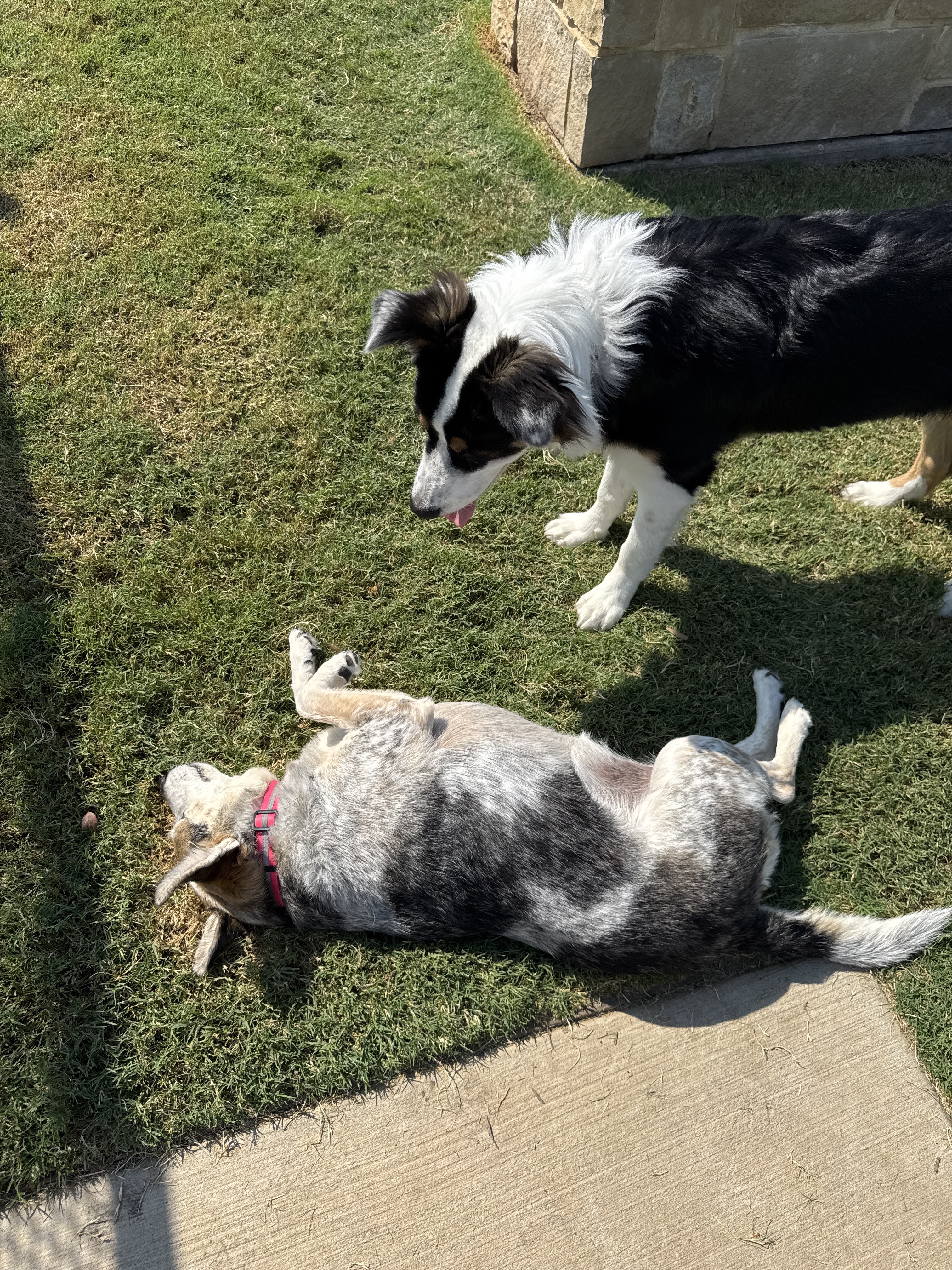 Confessions of a Pet Sitter - Things Your Pets Do When You’re Not Home