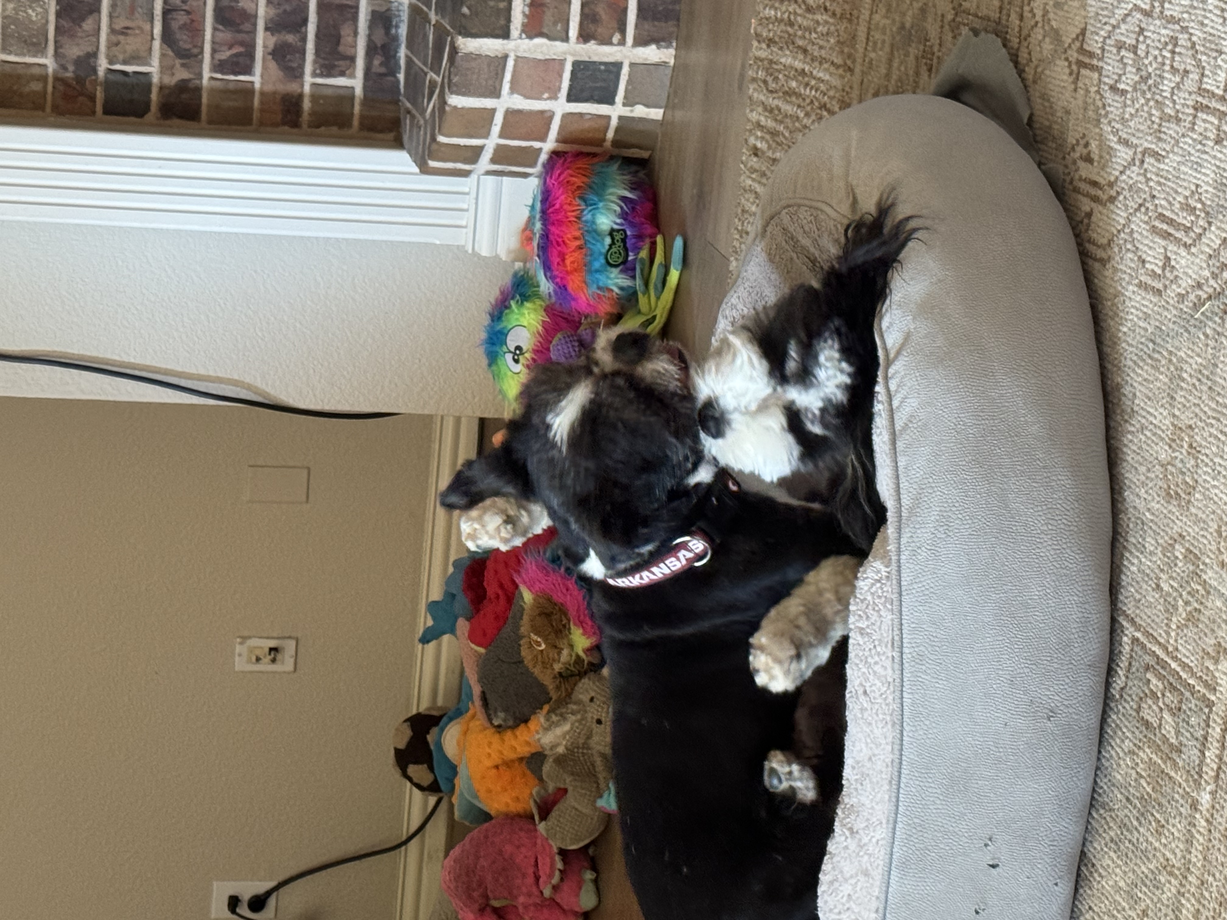Confessions of a Pet Sitter - Things Your Pets Do When You’re Not Home