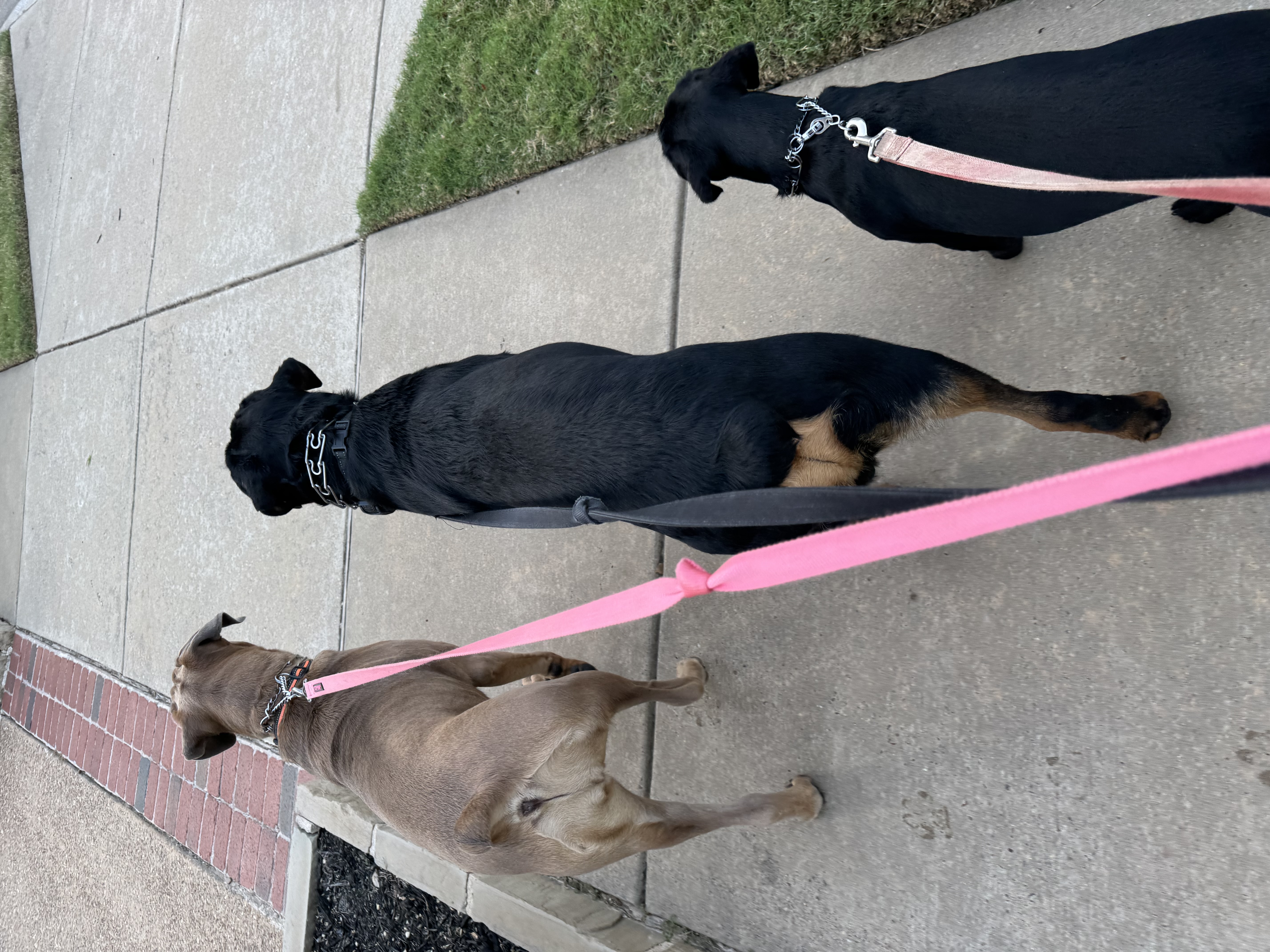 Benefits of Hiring a Professional Dog Walker for Afternoon Walks