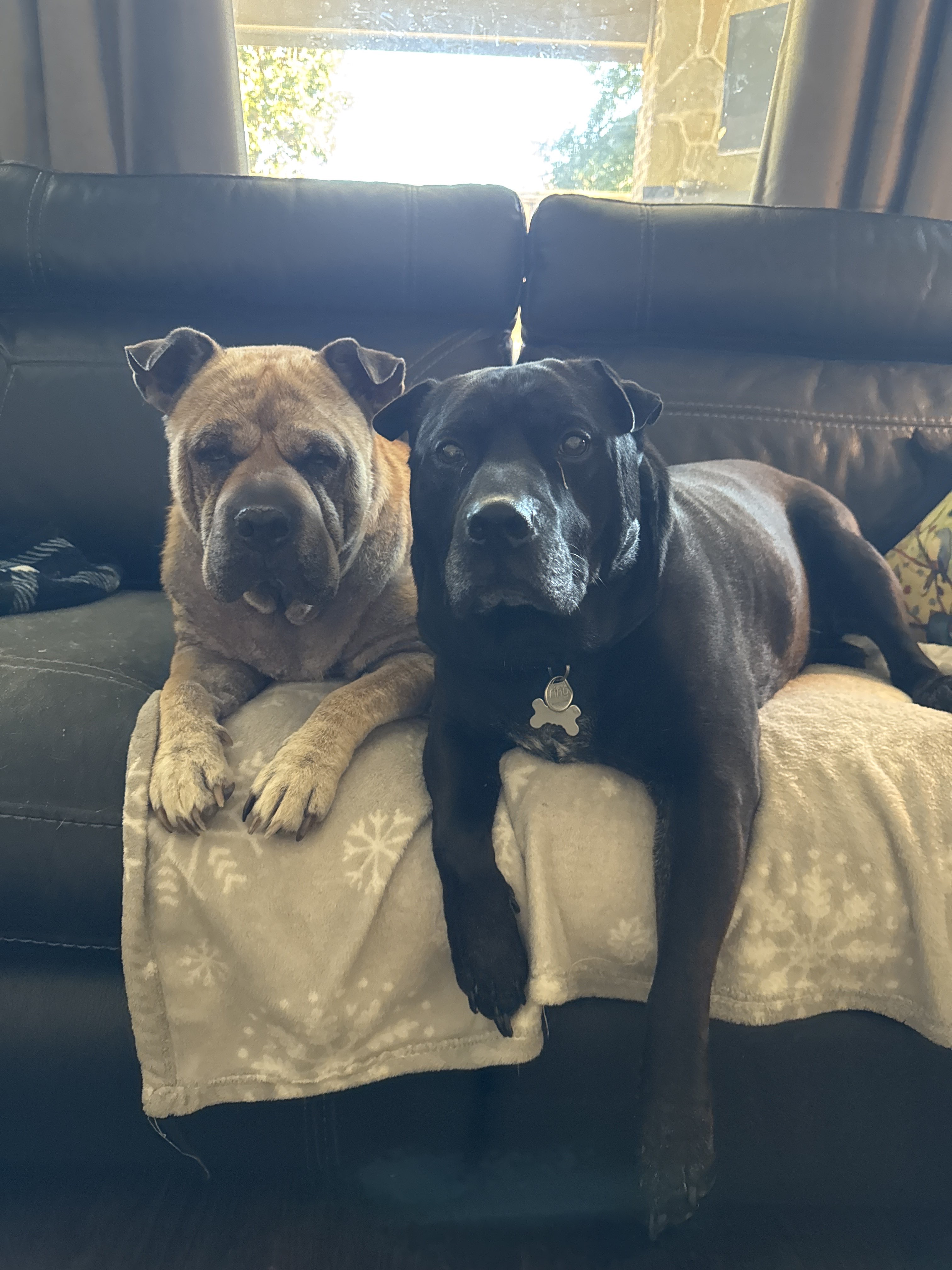 Confessions of a Pet Sitter - Things Your Pets Do When You’re Not Home