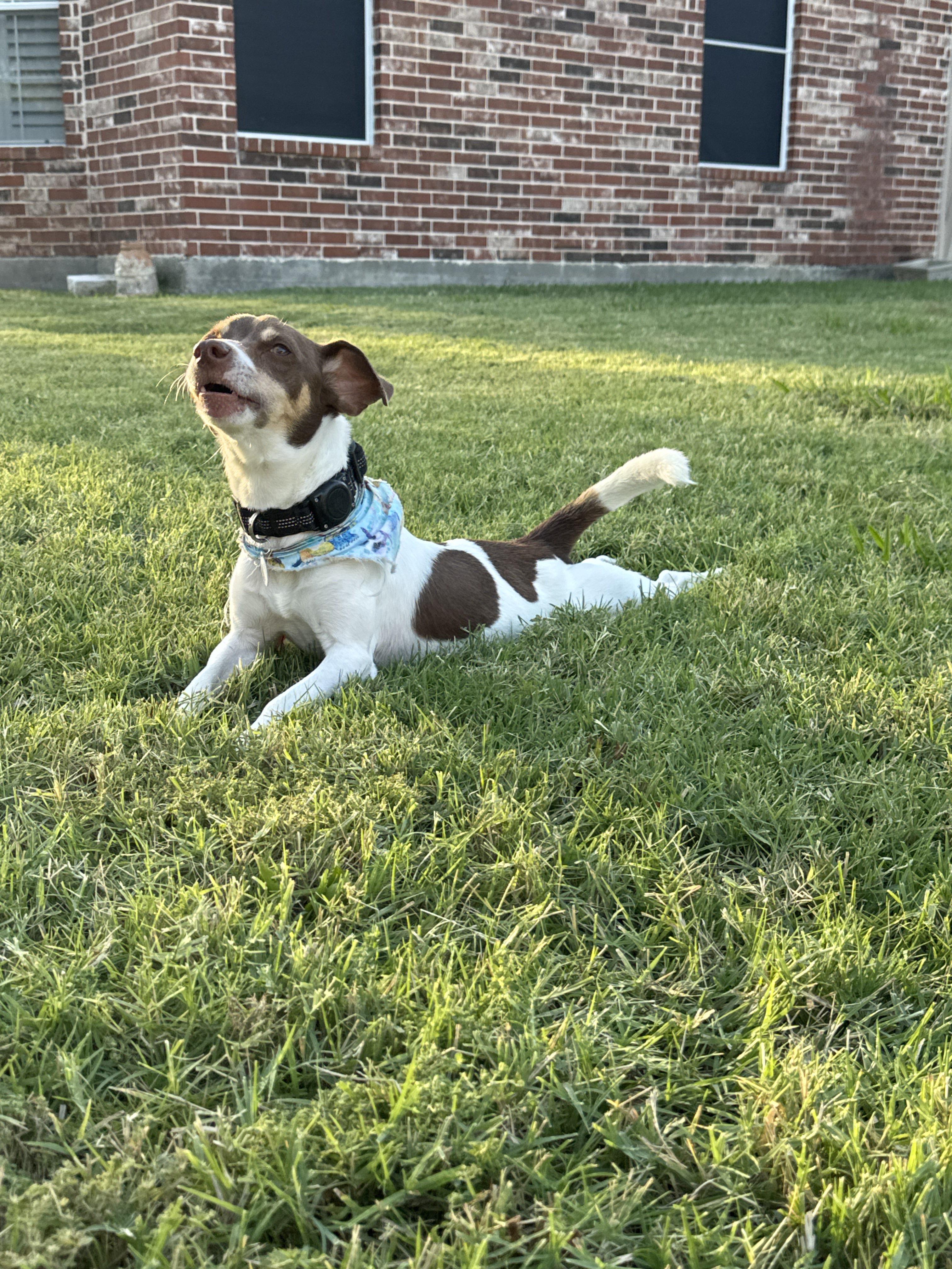 Confessions of a Pet Sitter - Things Your Pets Do When You’re Not Home