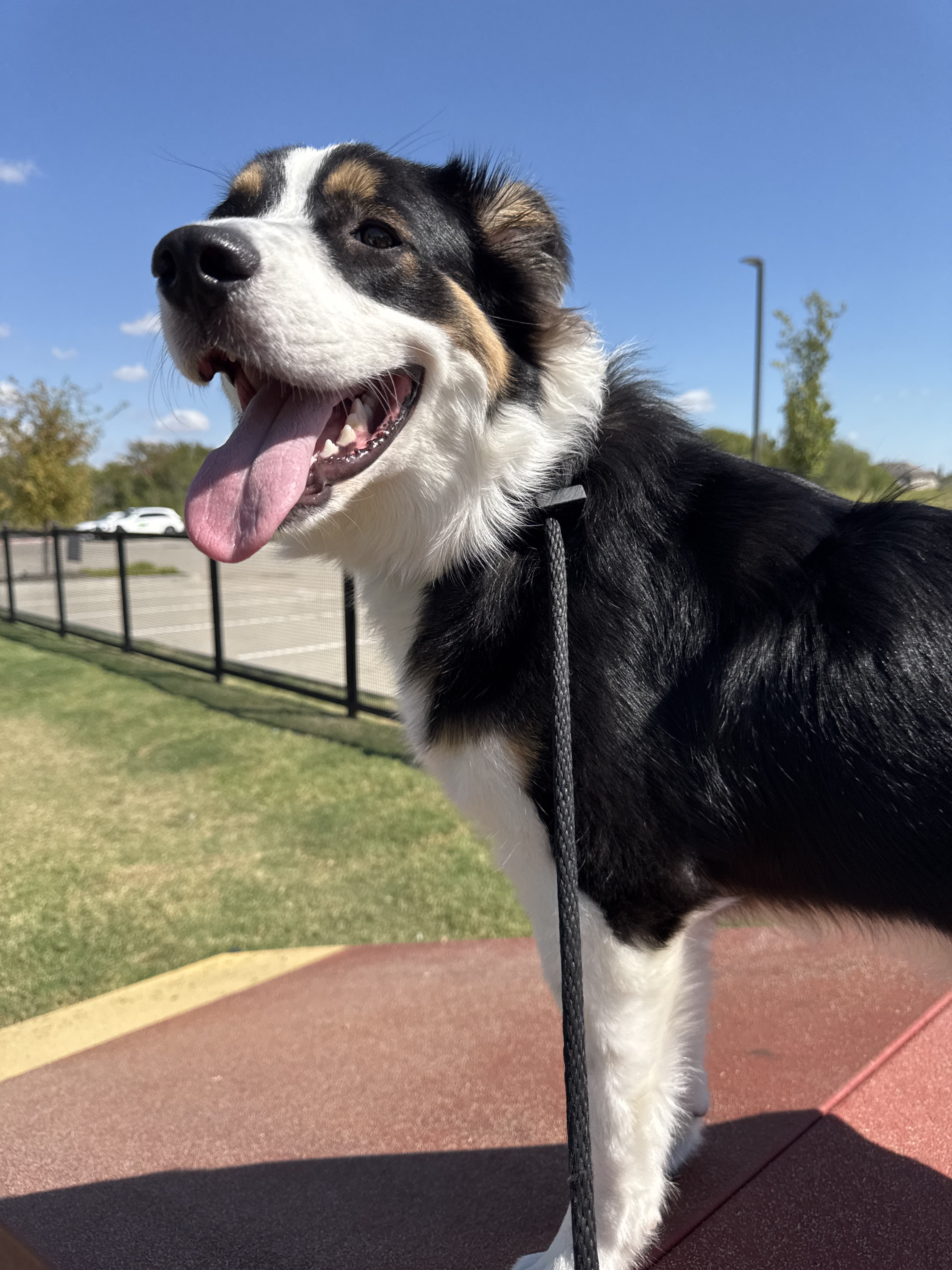 Benefits of Hiring a Professional Dog Walker for Afternoon Walks