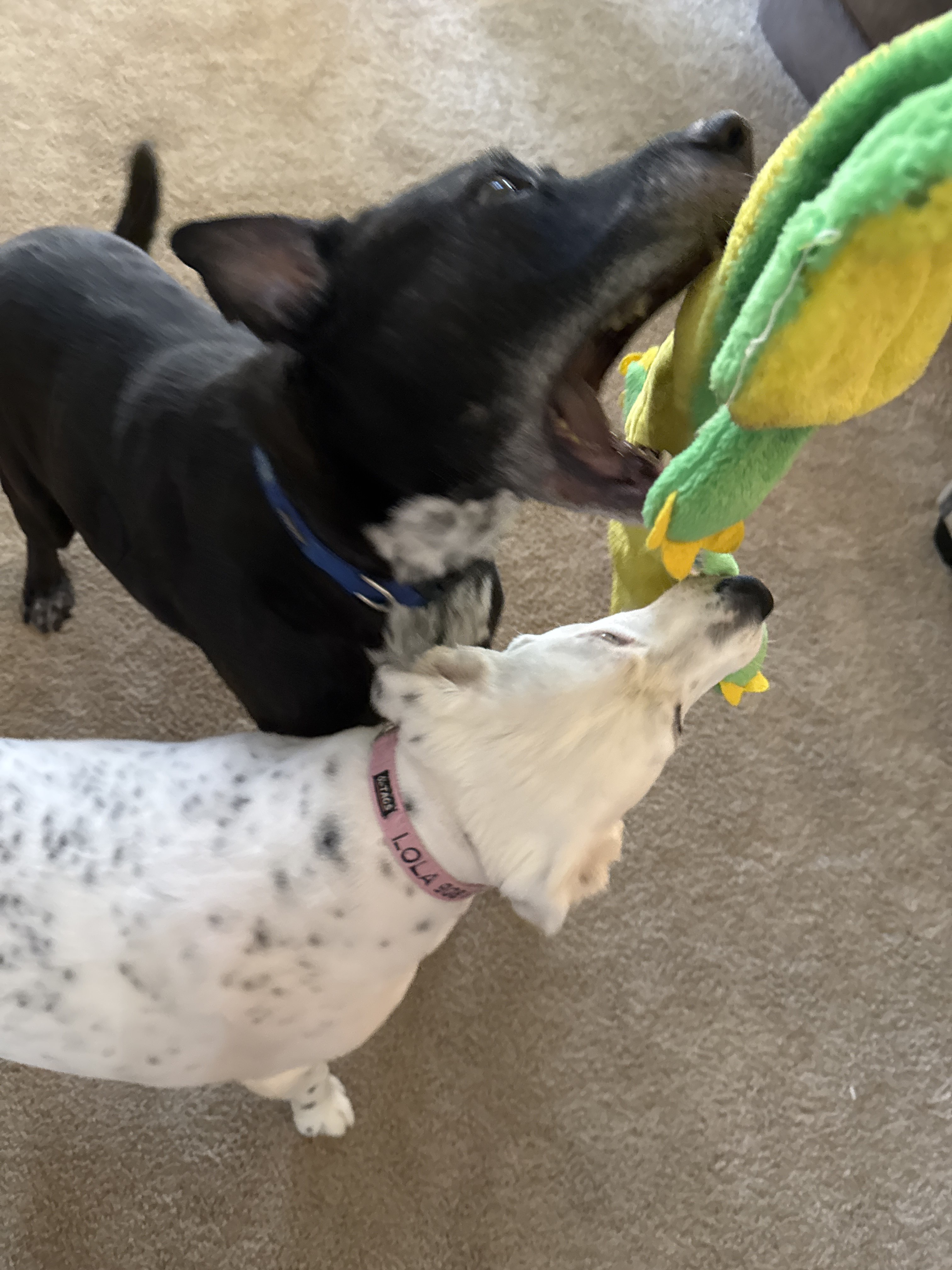 Confessions of a Pet Sitter - Things Your Pets Do When You’re Not Home