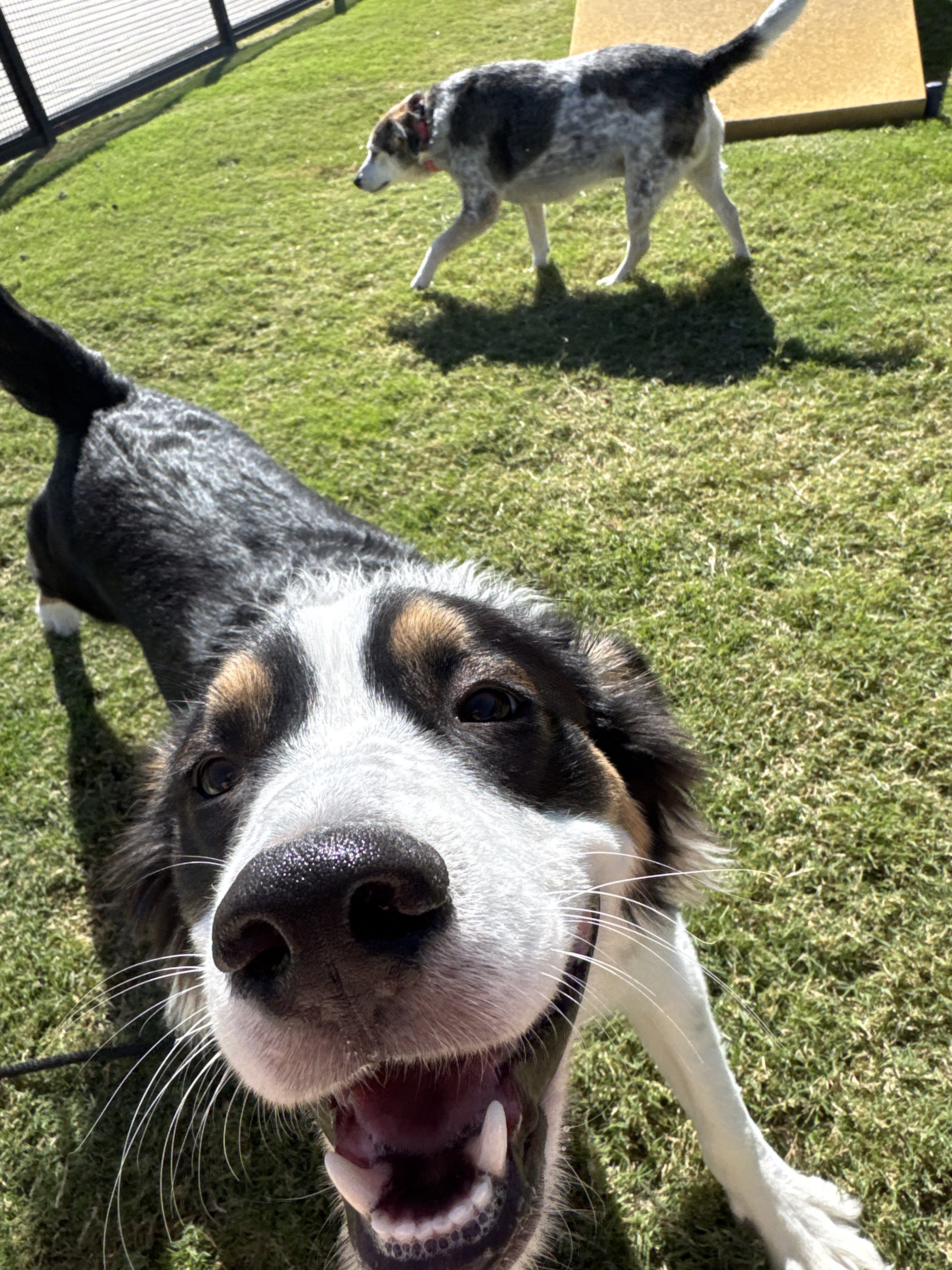 Confessions of a Pet Sitter - Things Your Pets Do When You’re Not Home
