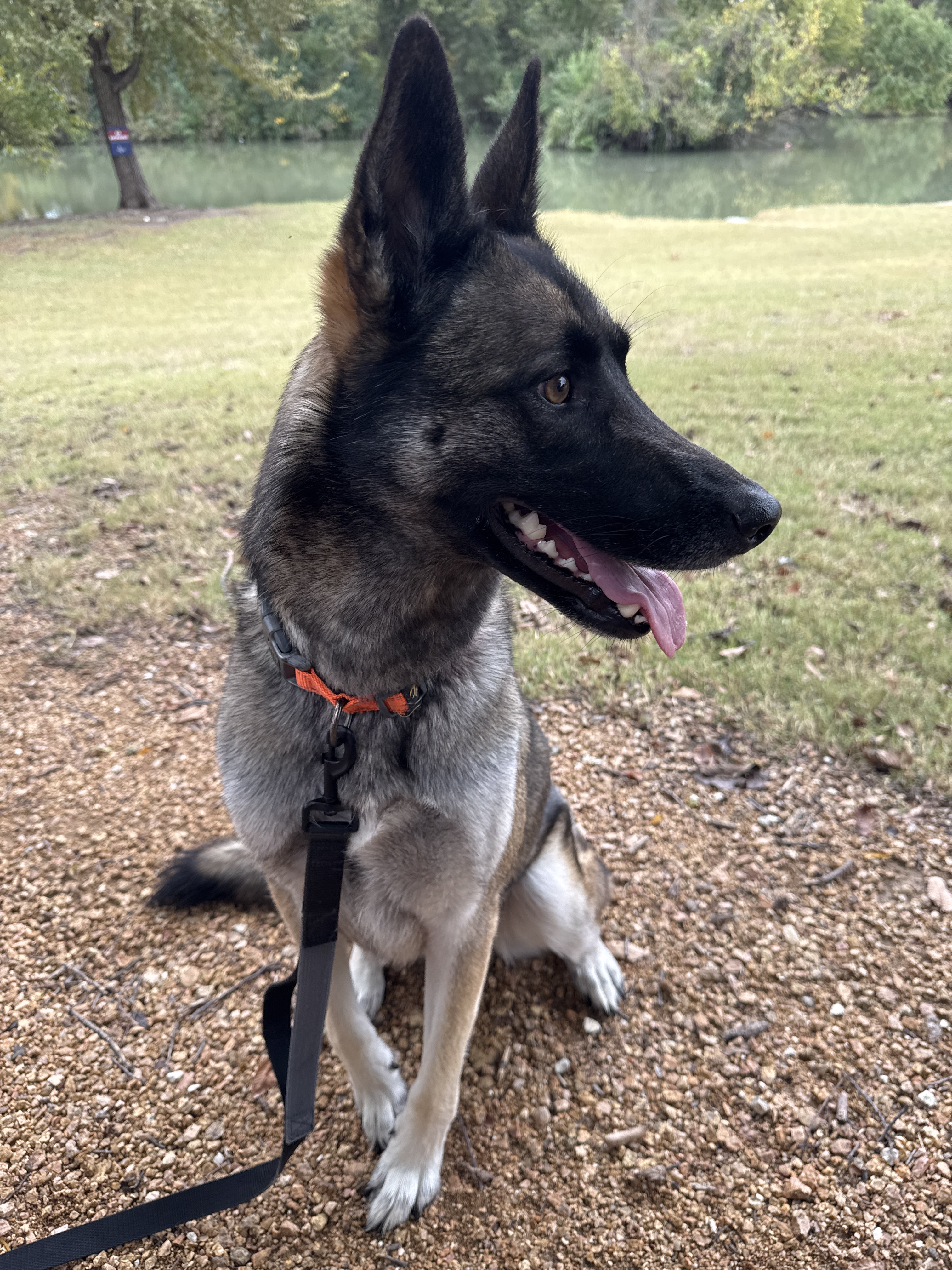 Benefits of Hiring a Professional Dog Walker for Afternoon Walks