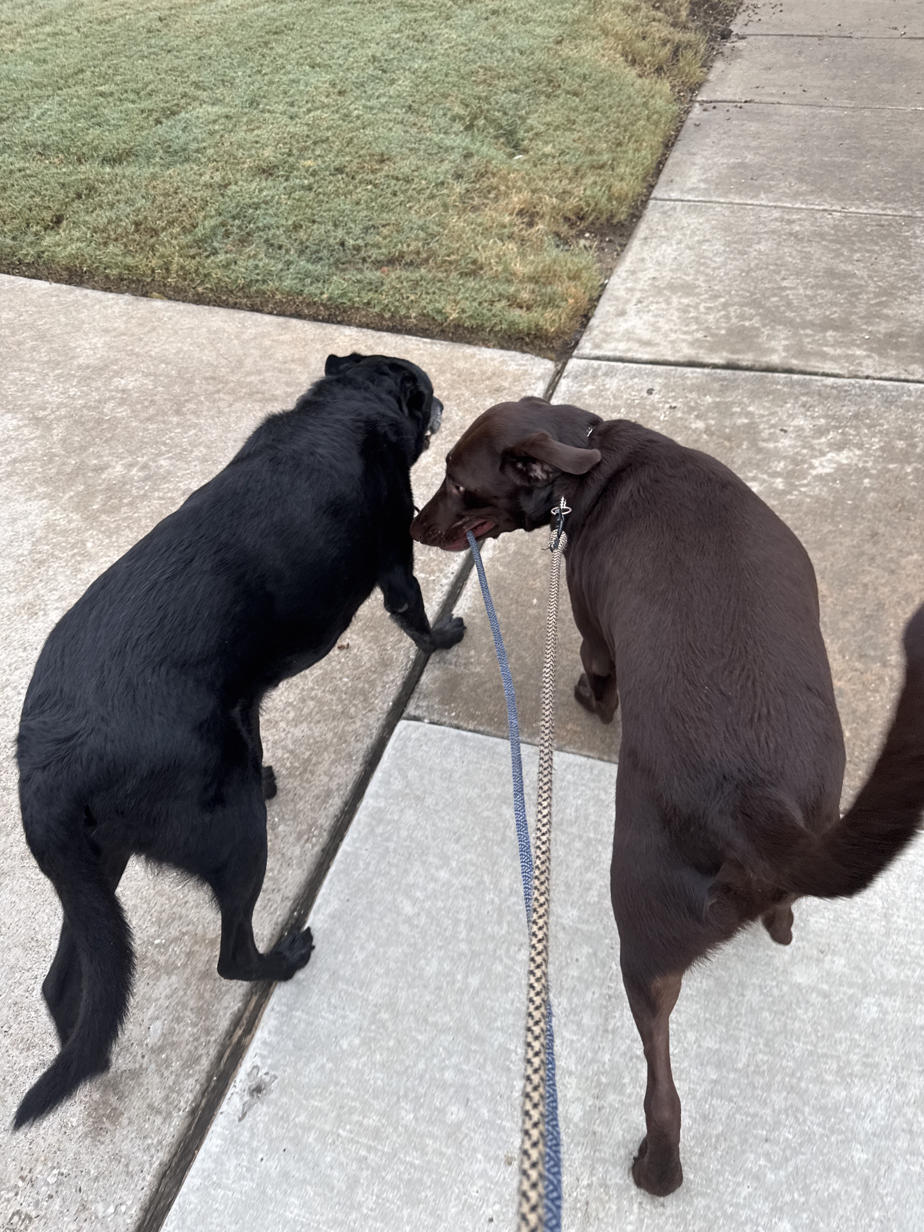 Benefits of Hiring a Professional Dog Walker for Afternoon Walks
