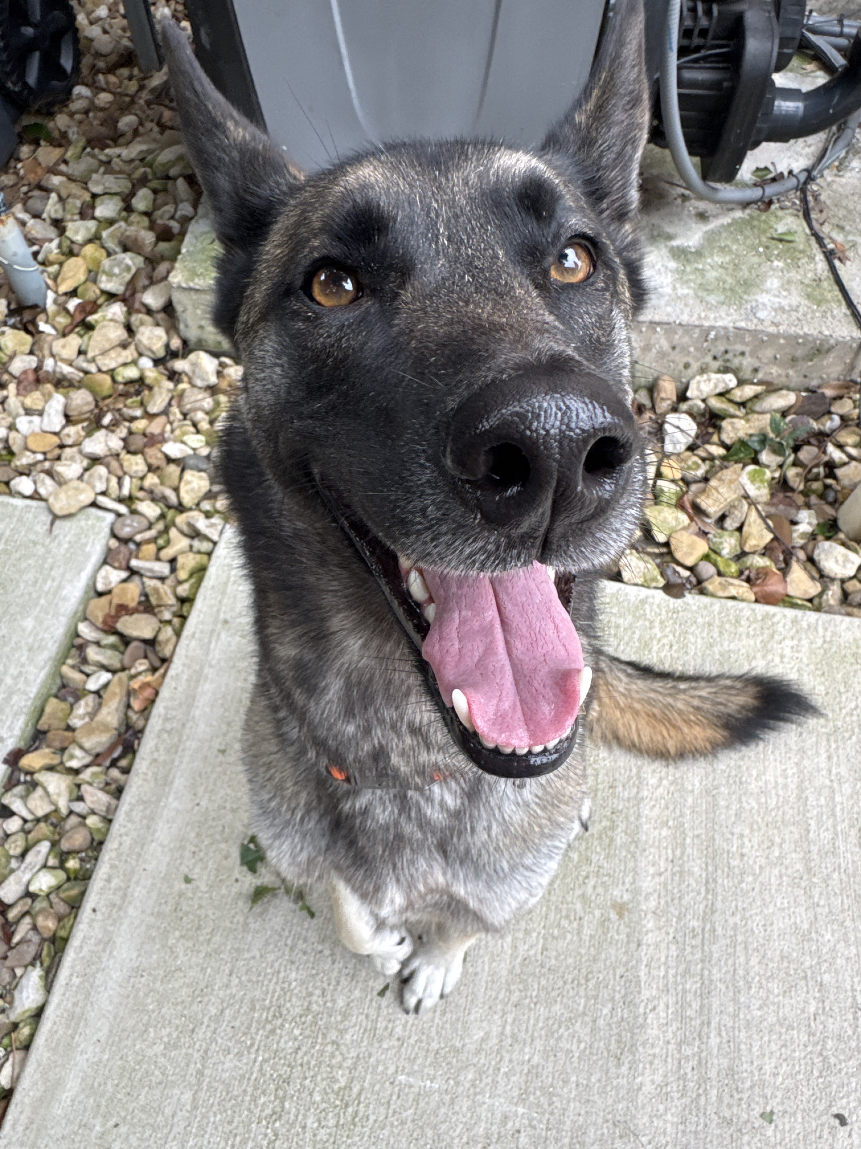 Confessions of a Pet Sitter - Things Your Pets Do When You’re Not Home