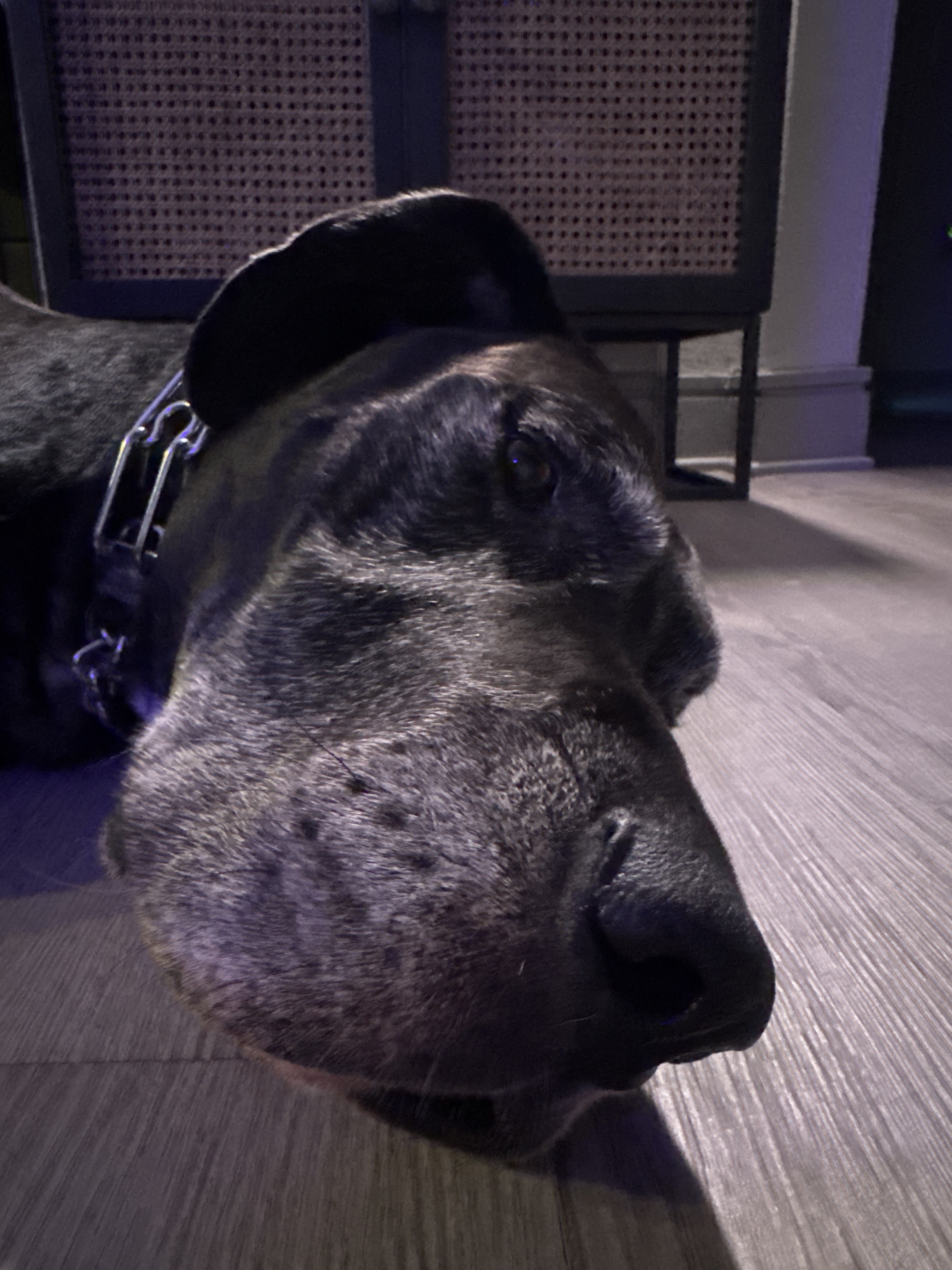 Confessions of a Pet Sitter - Things Your Pets Do When You’re Not Home