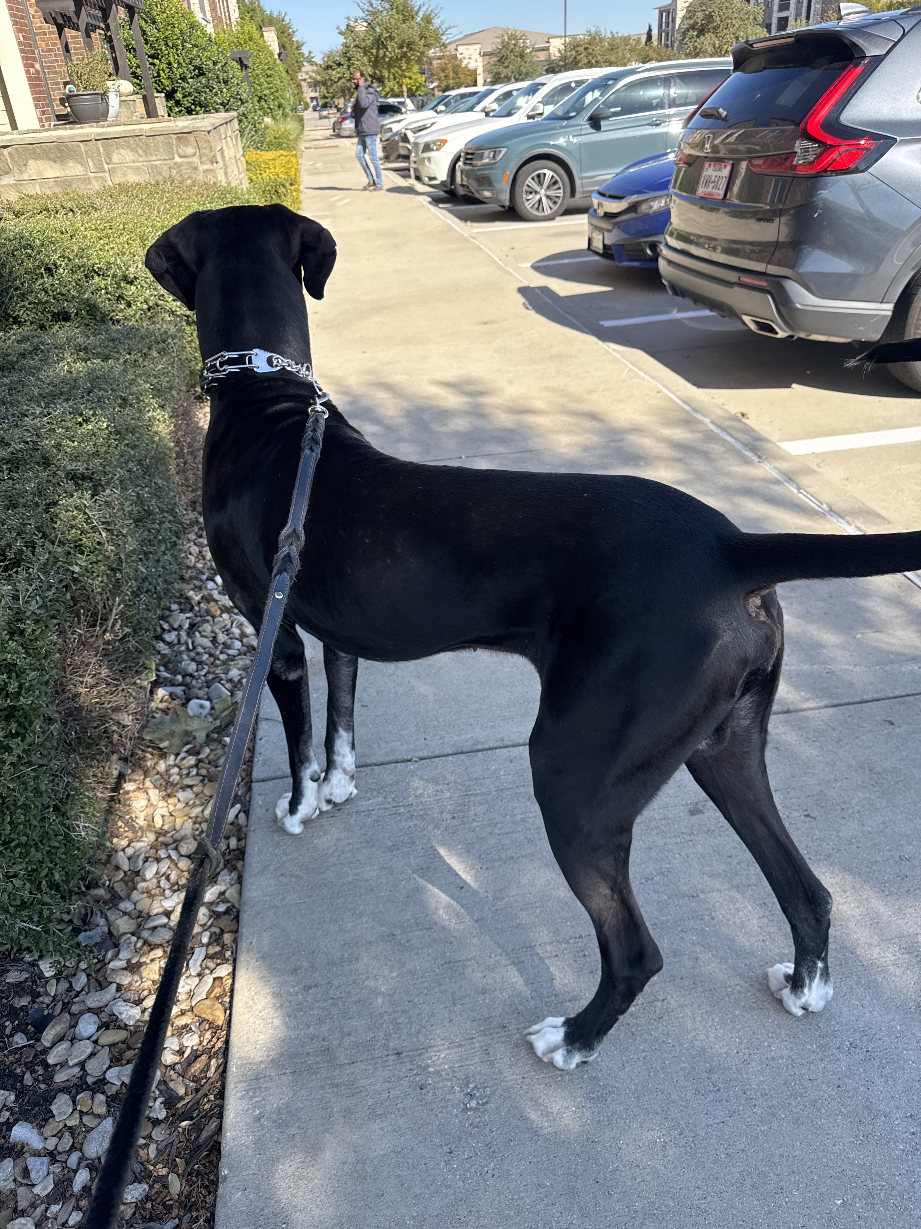 Confessions of a Pet Sitter - Things Your Pets Do When You’re Not Home
