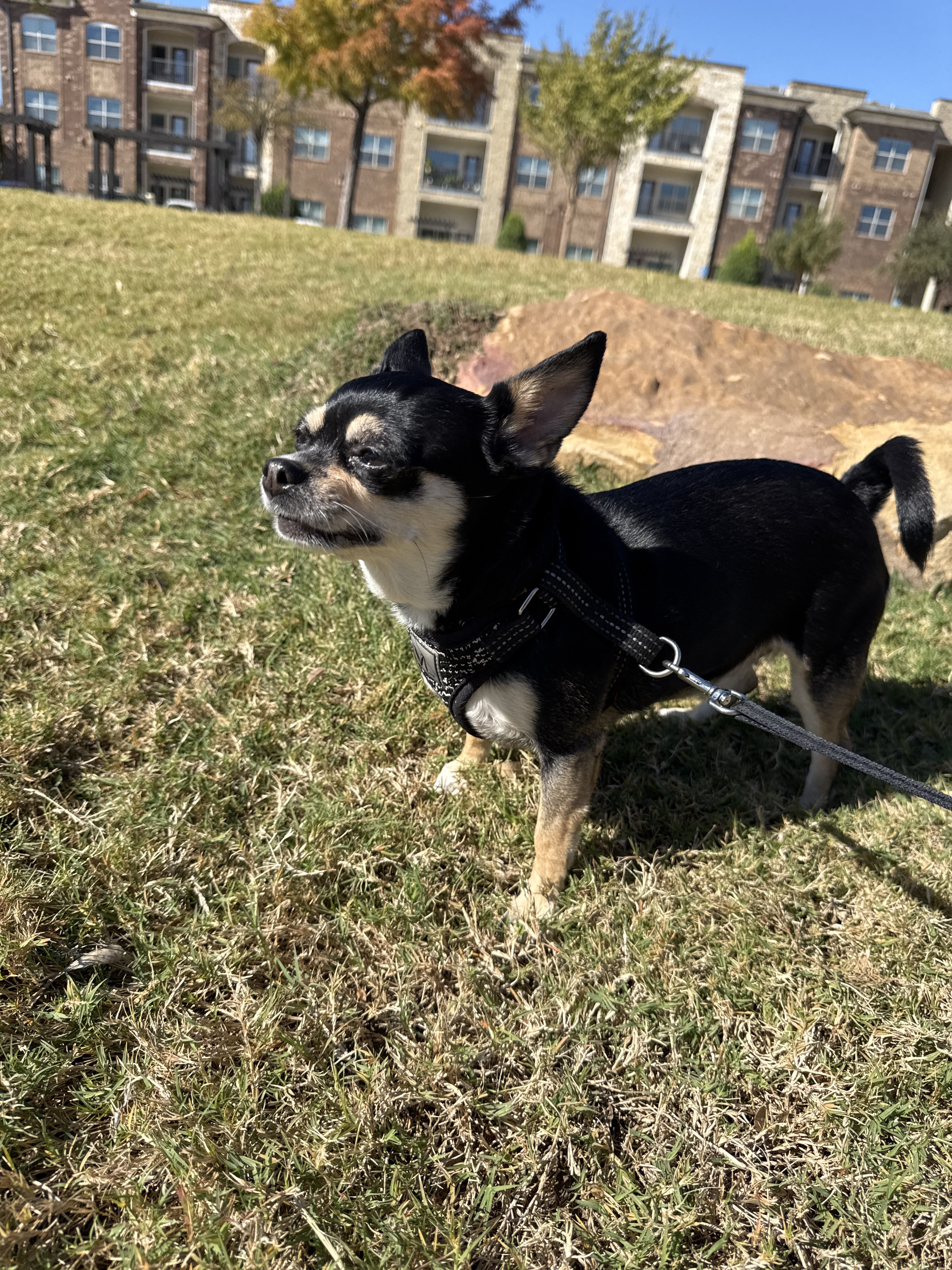 Benefits of Hiring a Professional Dog Walker for Afternoon Walks