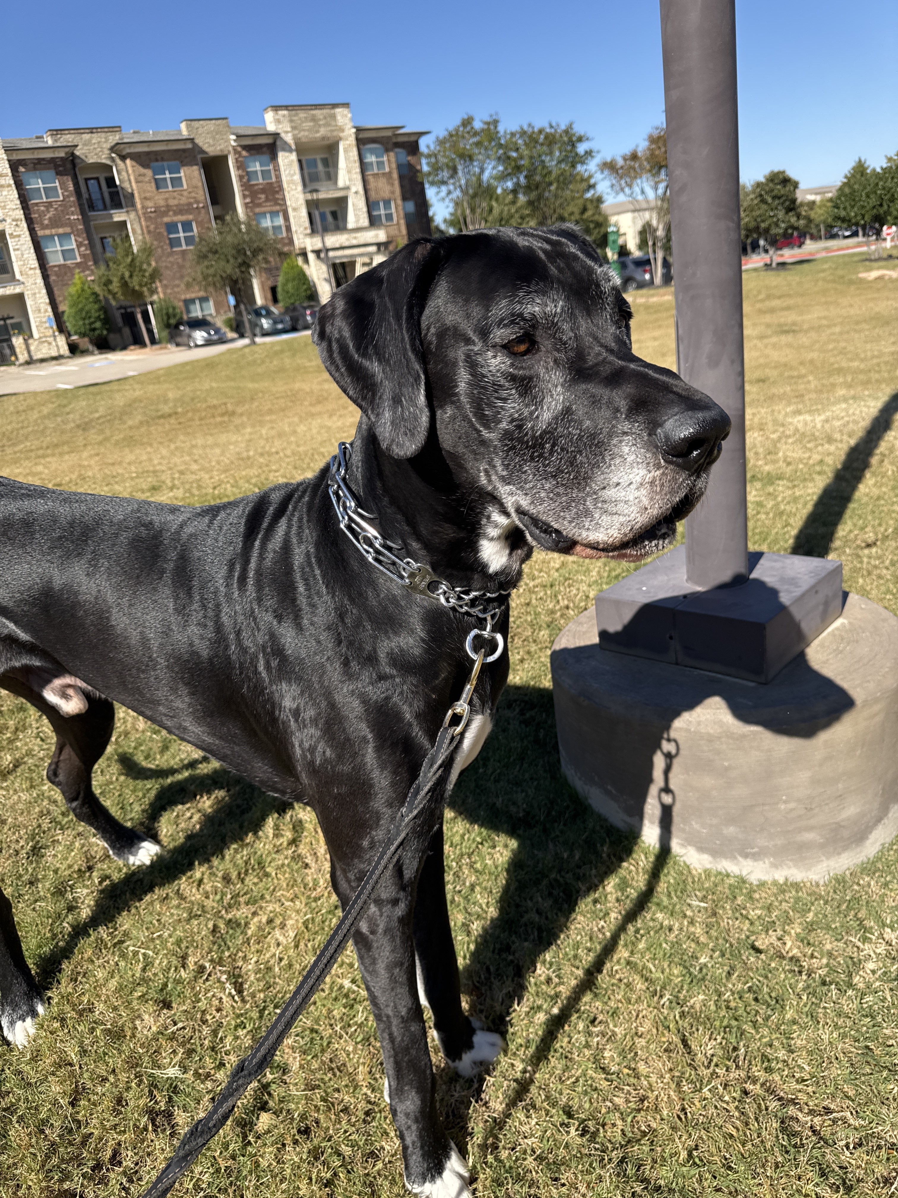 Benefits of Hiring a Professional Dog Walker for Afternoon Walks
