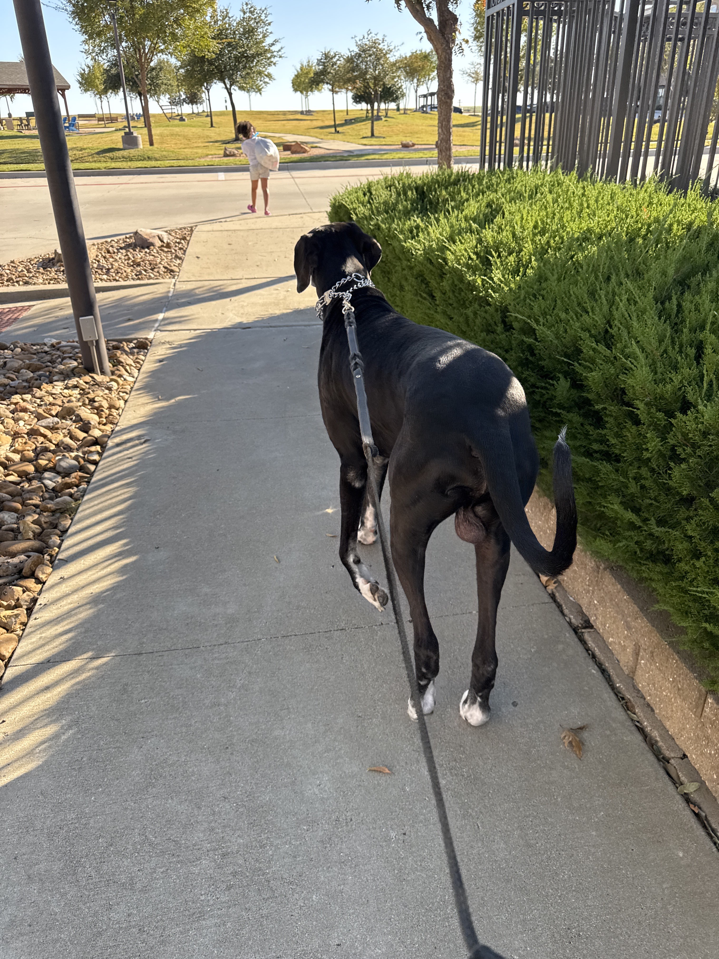 Benefits of Hiring a Professional Dog Walker for Afternoon Walks