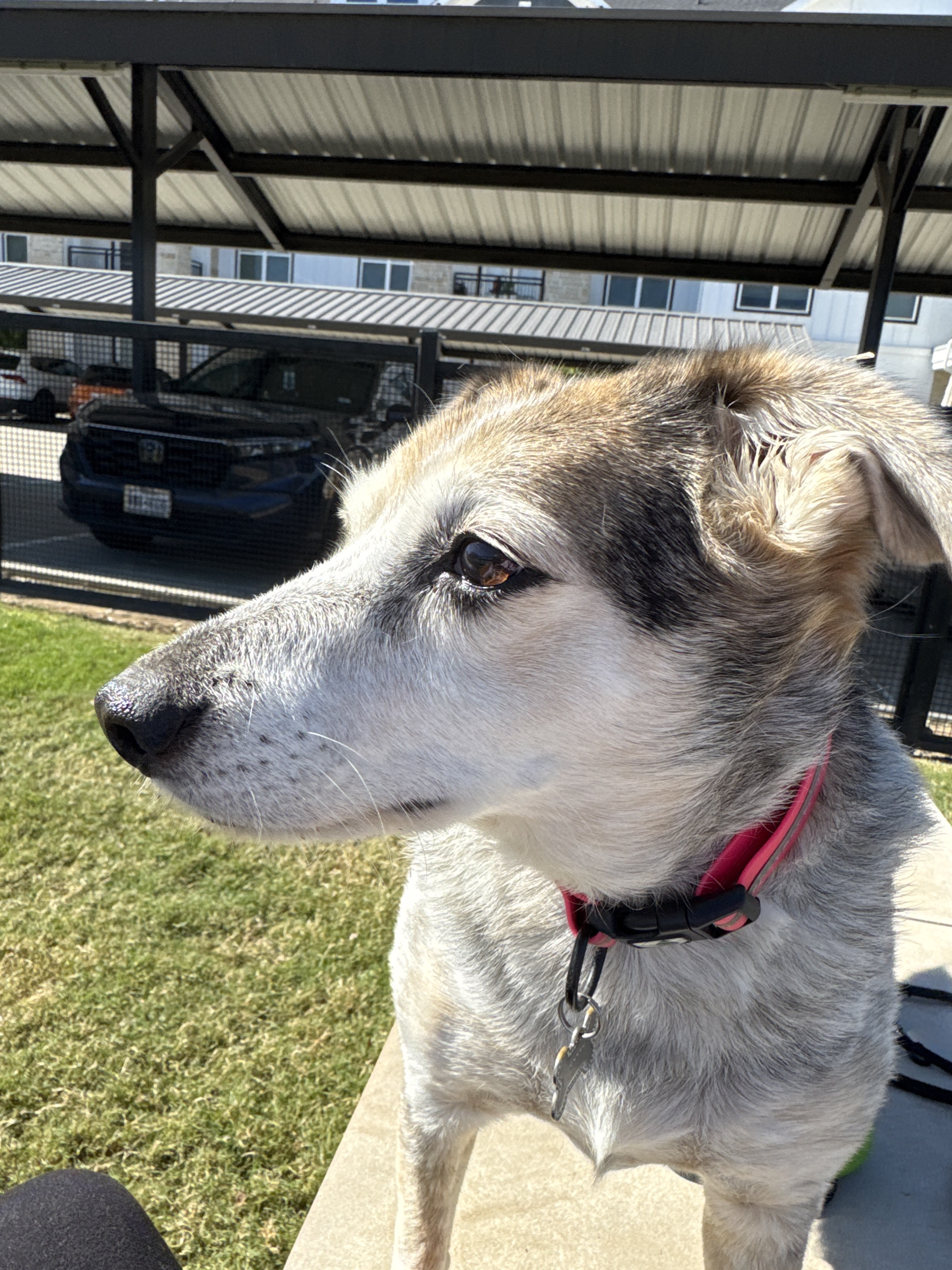 Benefits of Hiring a Professional Dog Walker for Afternoon Walks