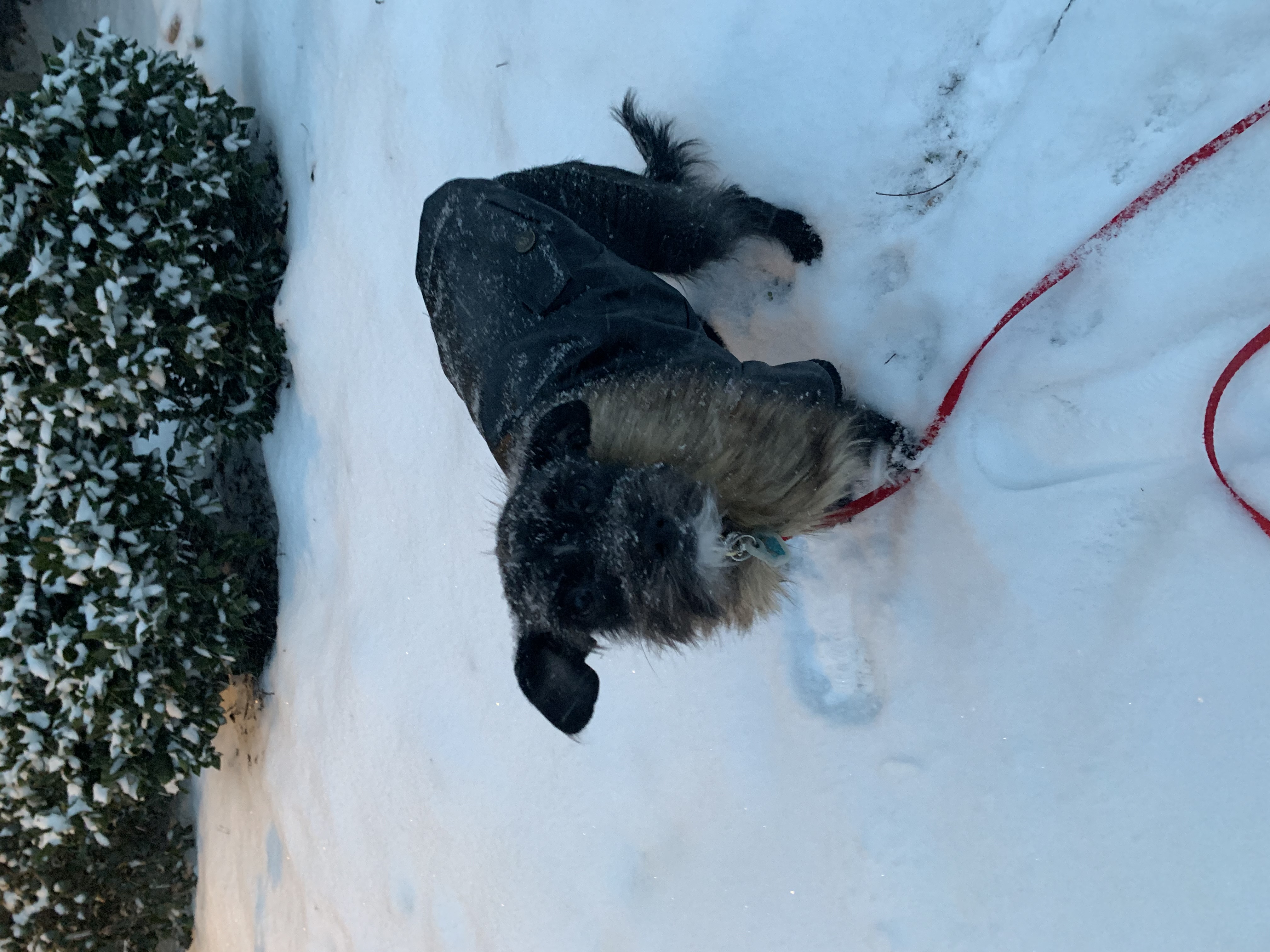 Benefits of Hiring a Professional Dog Walker for Afternoon Walks