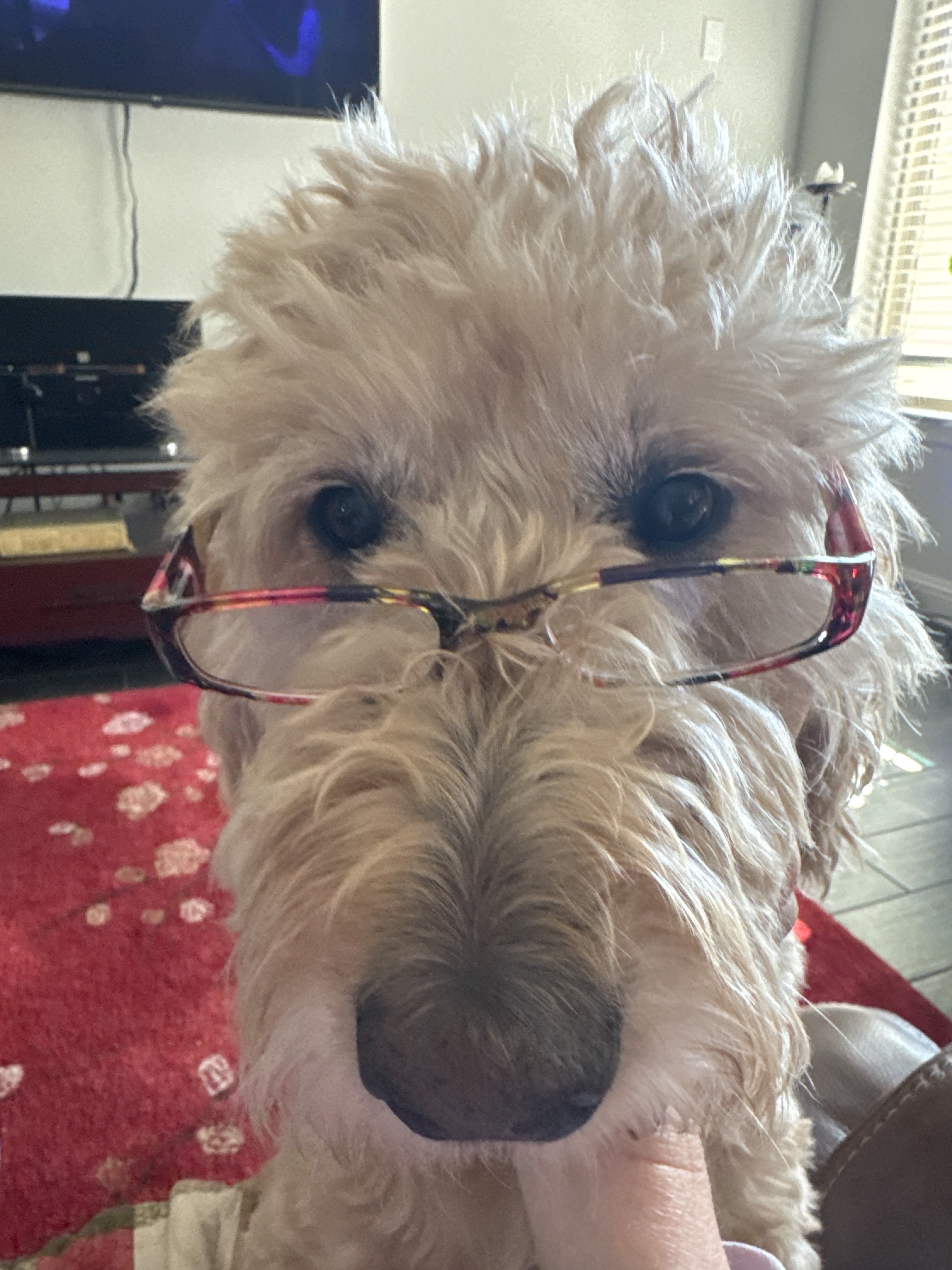 Confessions of a Pet Sitter - Things Your Pets Do When You’re Not Home
