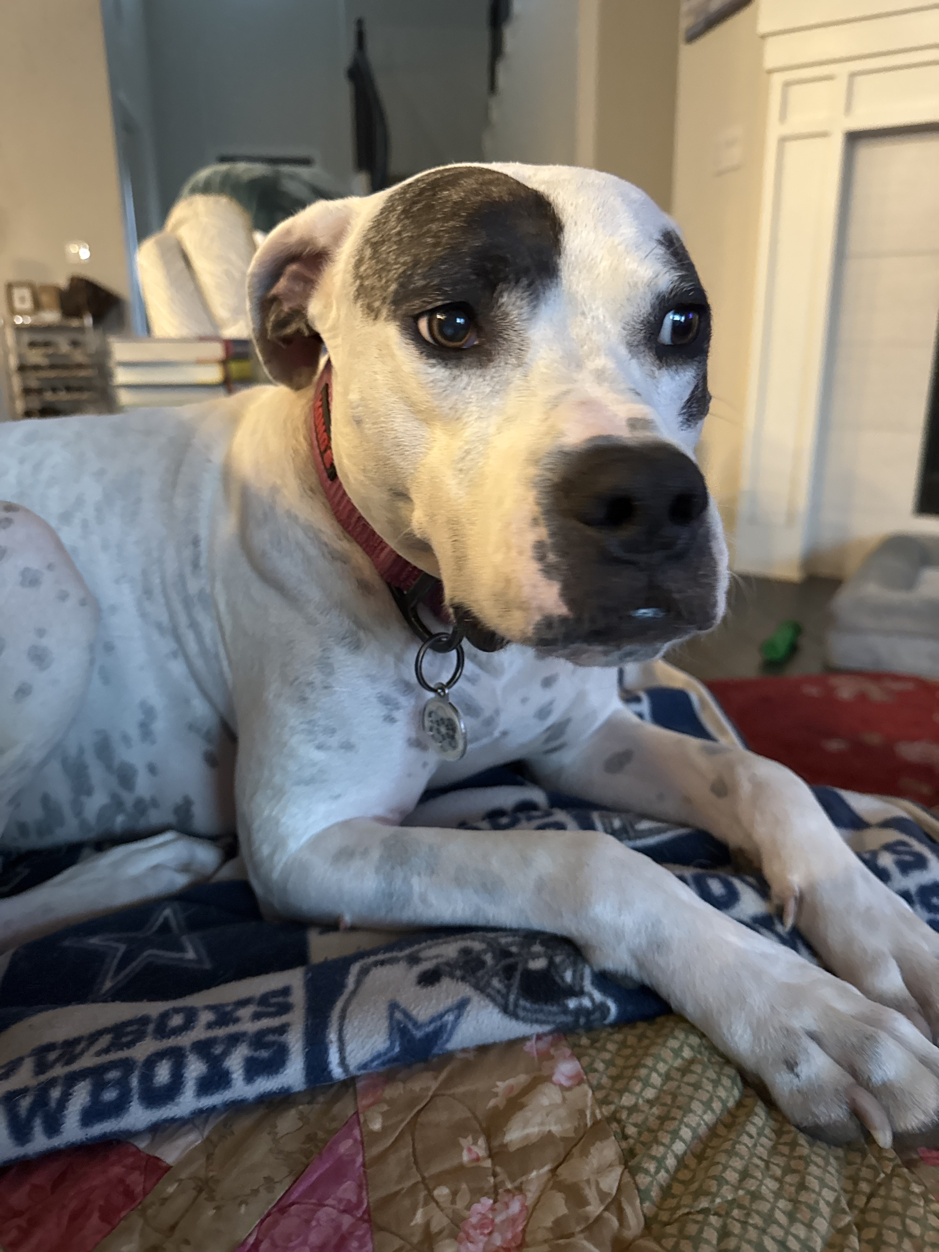 Confessions of a Pet Sitter - Things Your Pets Do When You’re Not Home
