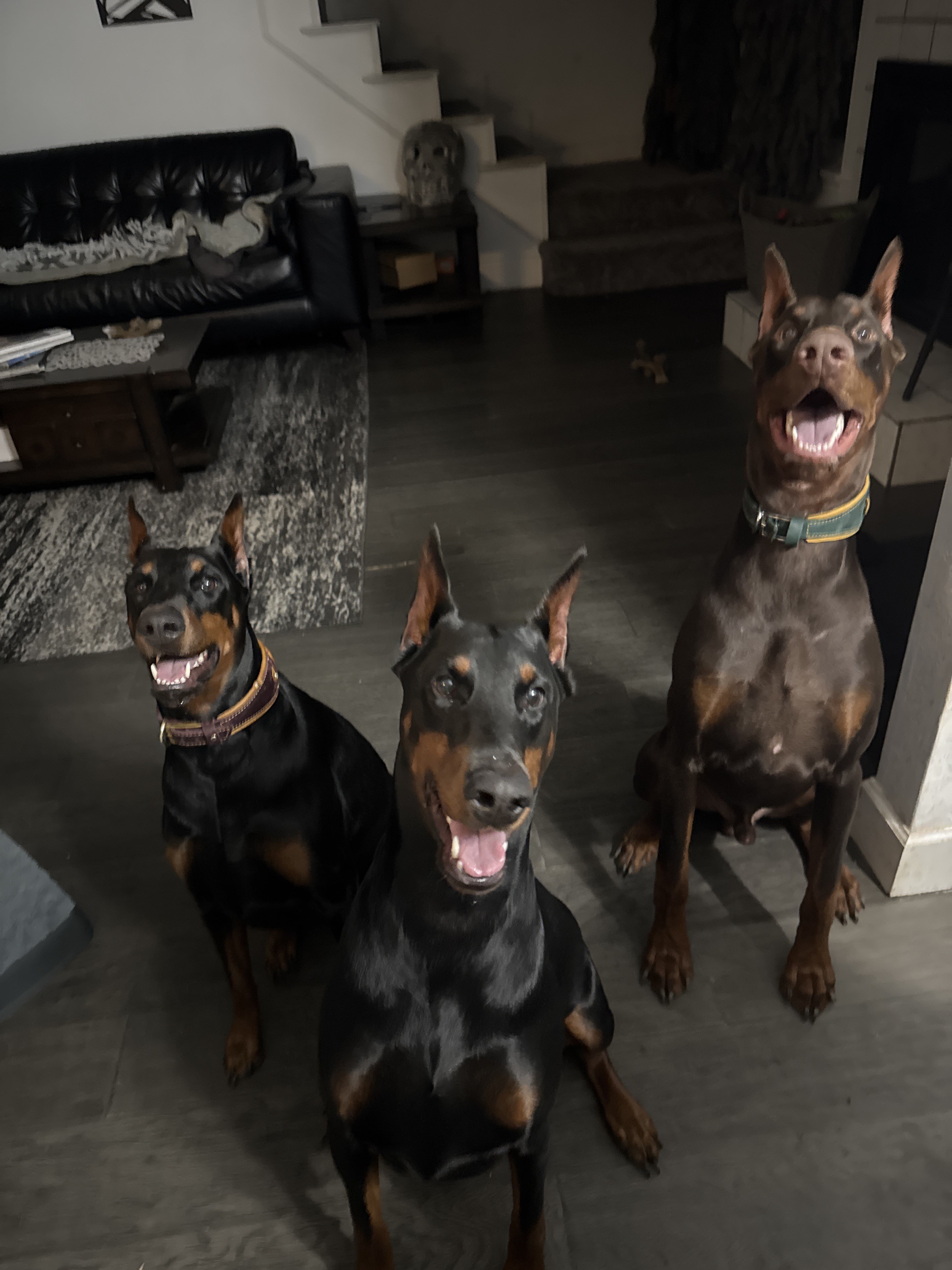 Confessions of a Pet Sitter - Things Your Pets Do When You’re Not Home