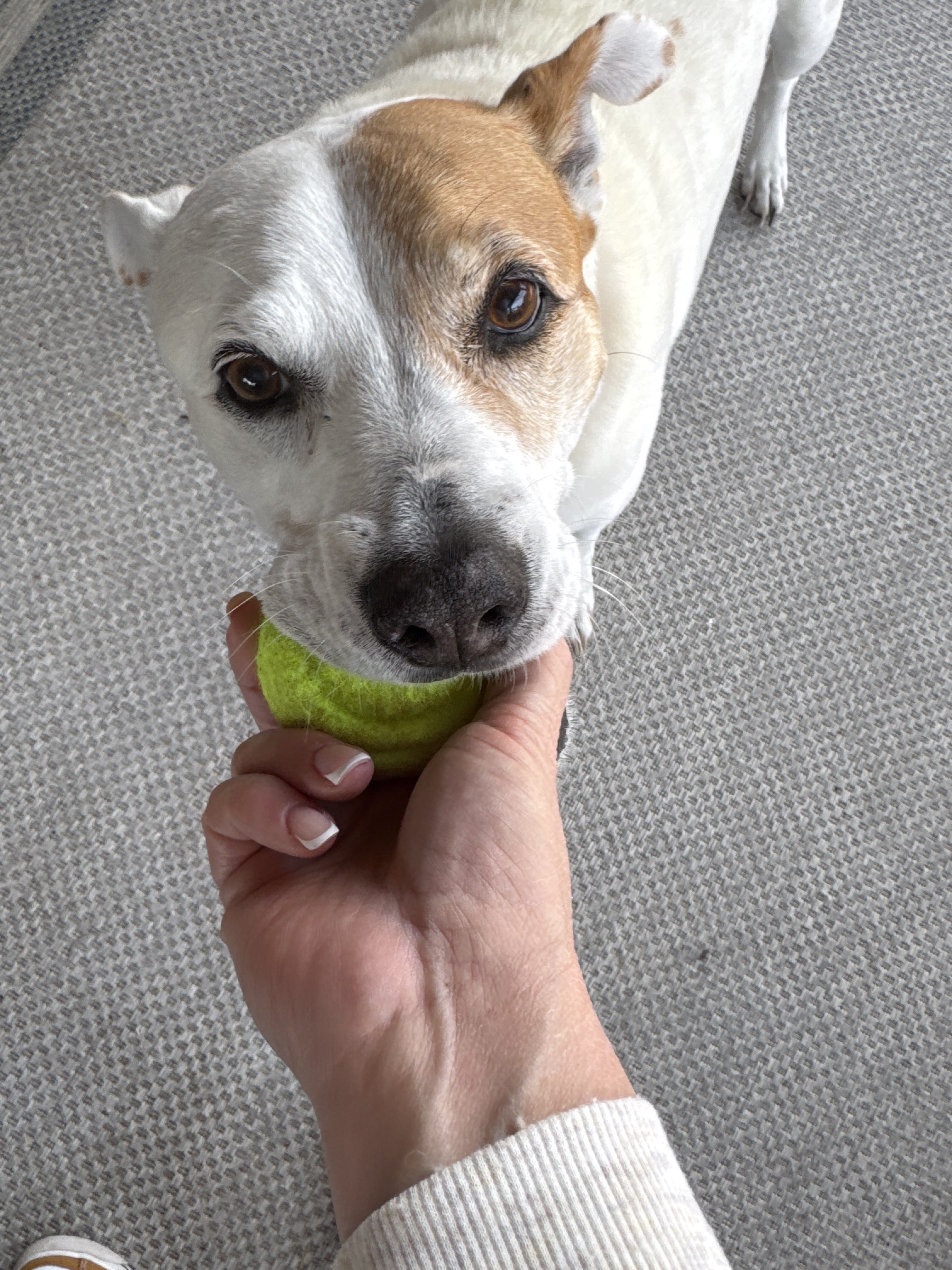 Confessions of a Pet Sitter - Things Your Pets Do When You’re Not Home