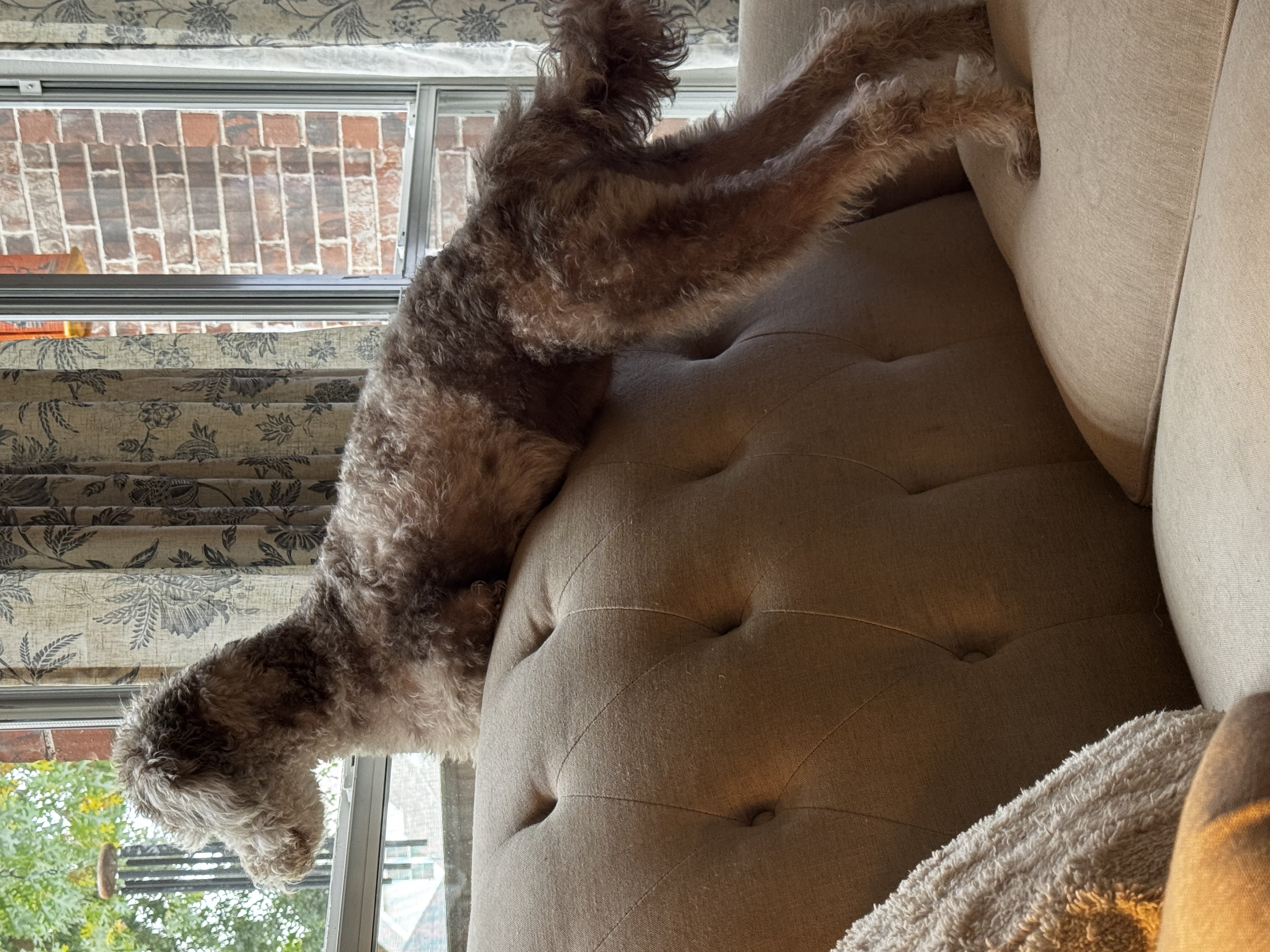 Confessions of a Pet Sitter - Things Your Pets Do When You’re Not Home