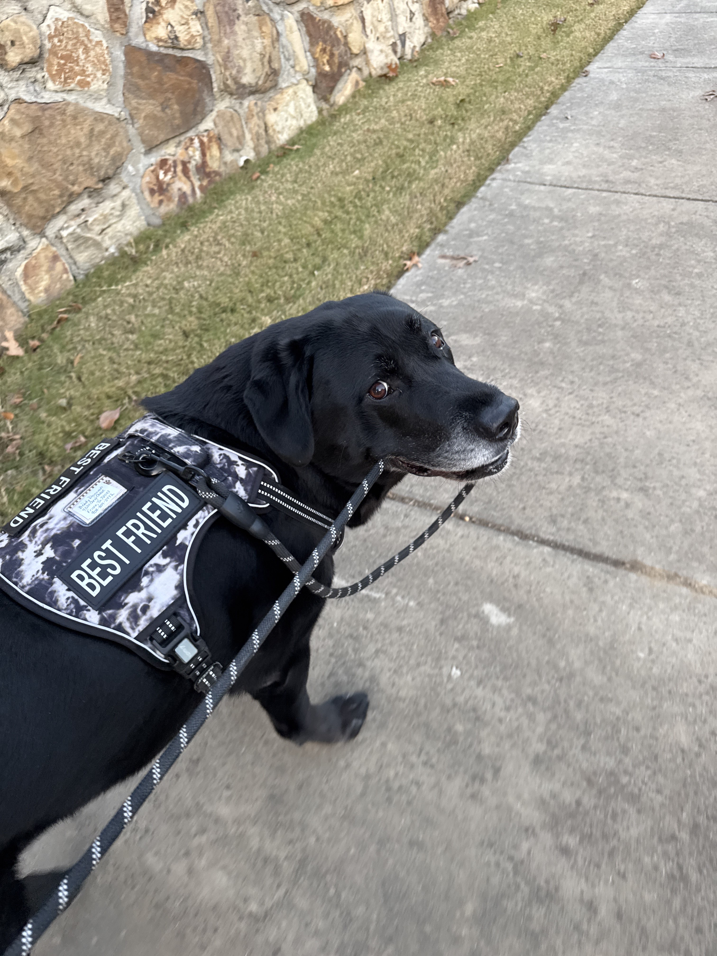 Confessions of a Pet Sitter - Things Your Pets Do When You’re Not Home