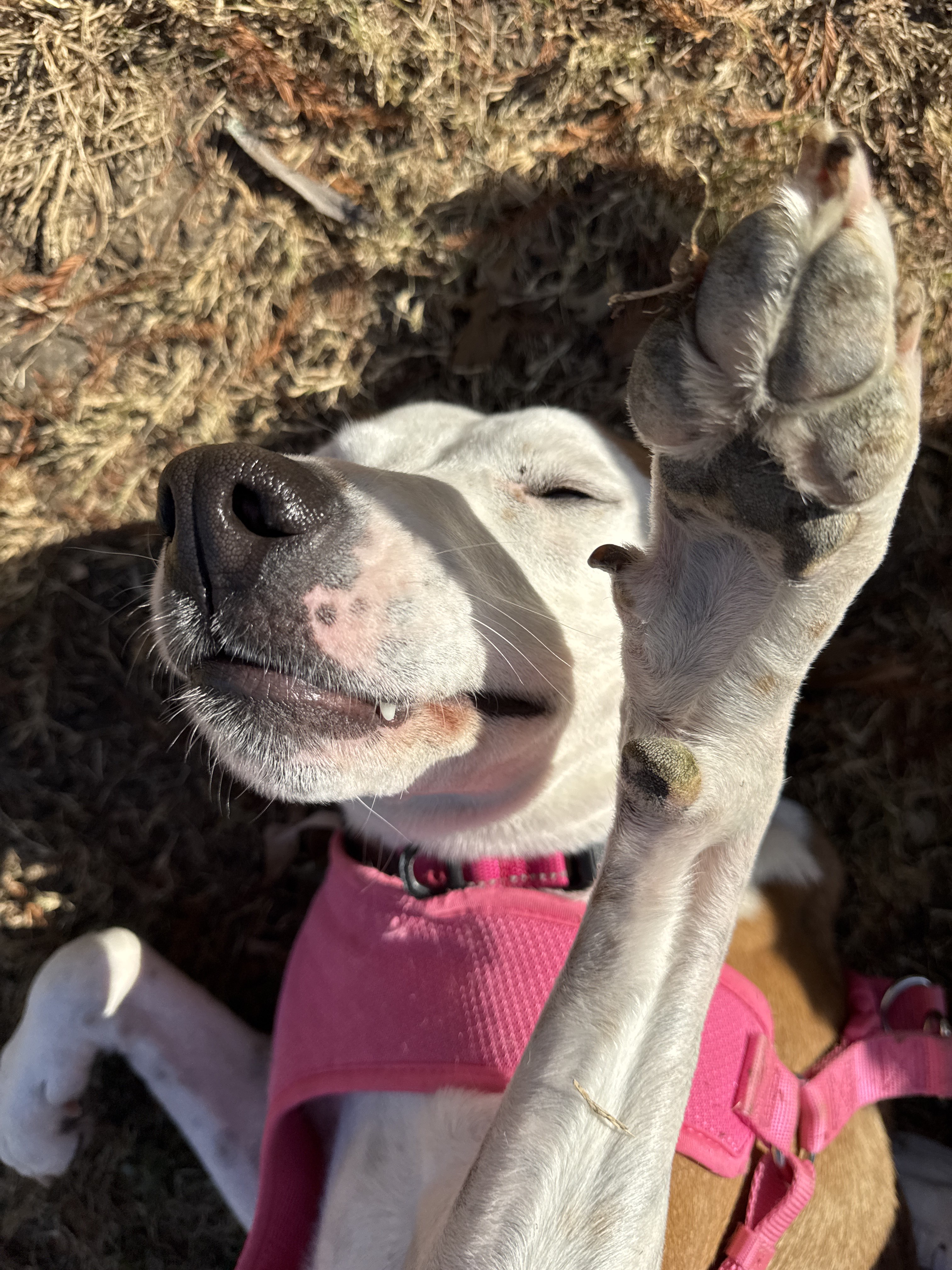 Confessions of a Pet Sitter - Things Your Pets Do When You’re Not Home