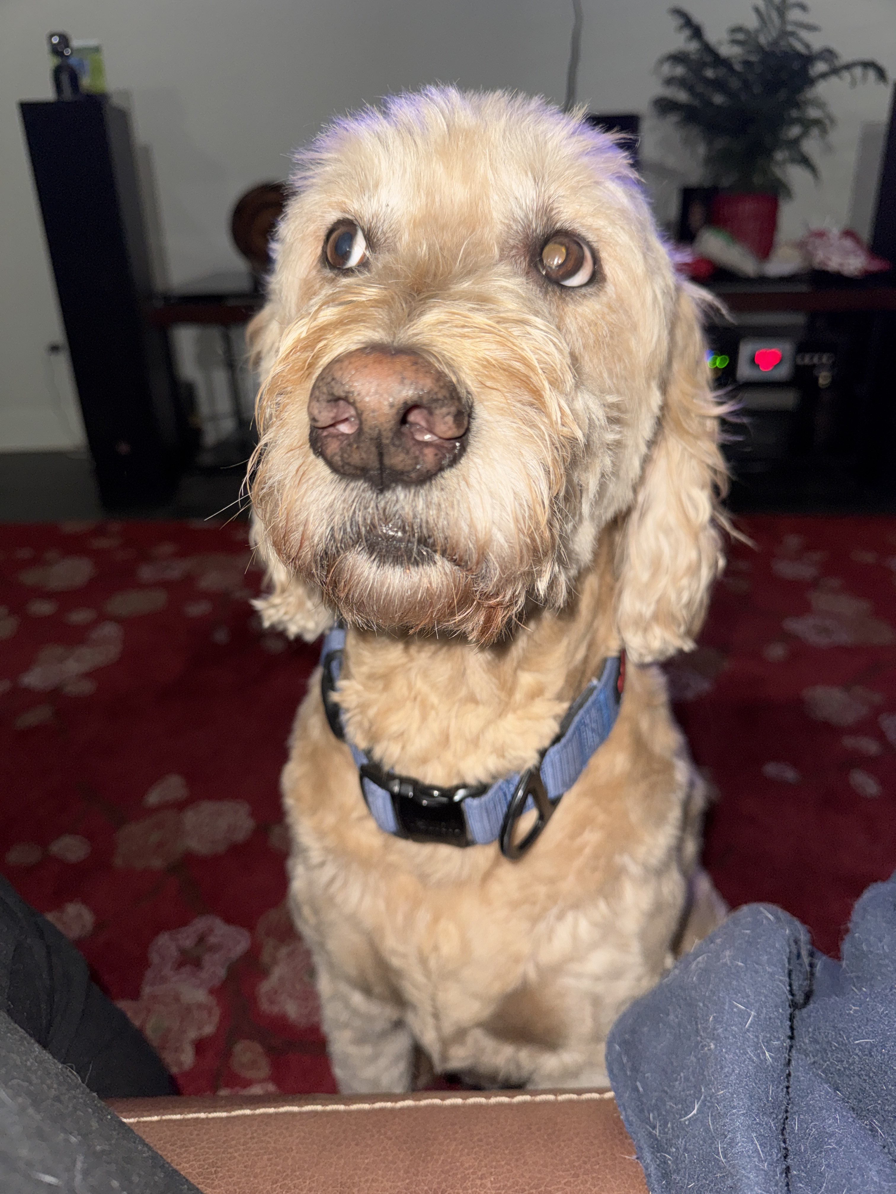 Confessions of a Pet Sitter - Things Your Pets Do When You’re Not Home